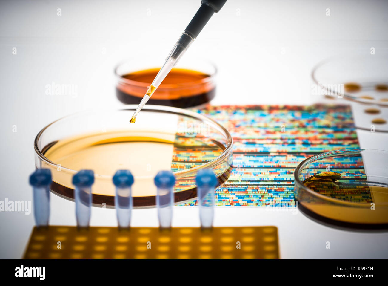 La ricerca genetica, immagine concettuale, DNA (acido desossiribonucleico) autoradiogramma e capsule di petri. Foto Stock