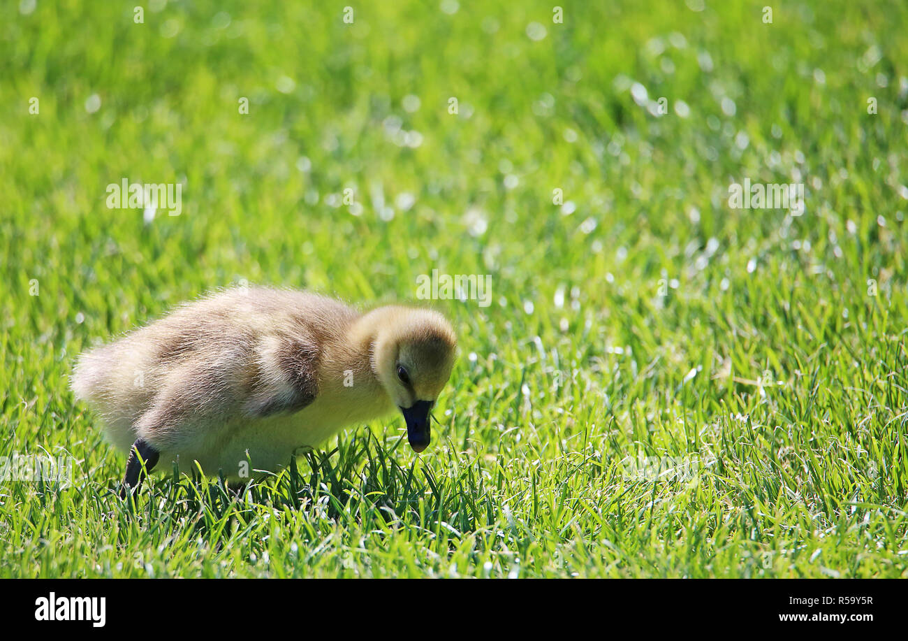 GÃ¶ssel swan goose anser cygnoides Foto Stock