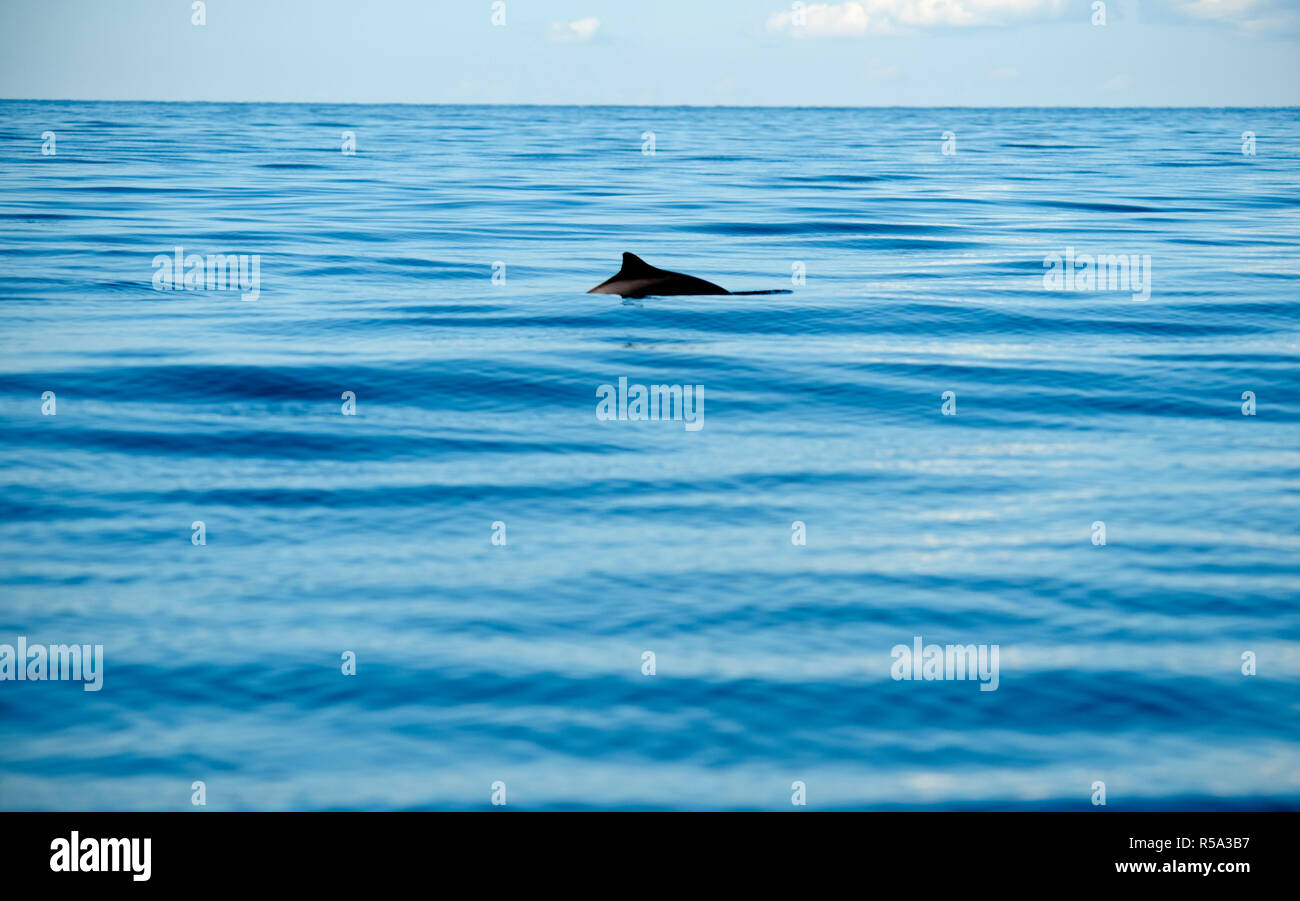 SEA-Atlantic-Sweden, astratta, Breve, Riepilogo, ricerca, articolo, tesi di laurea, review, conferenza, procedendo, in particolare, oggetto Foto Stock