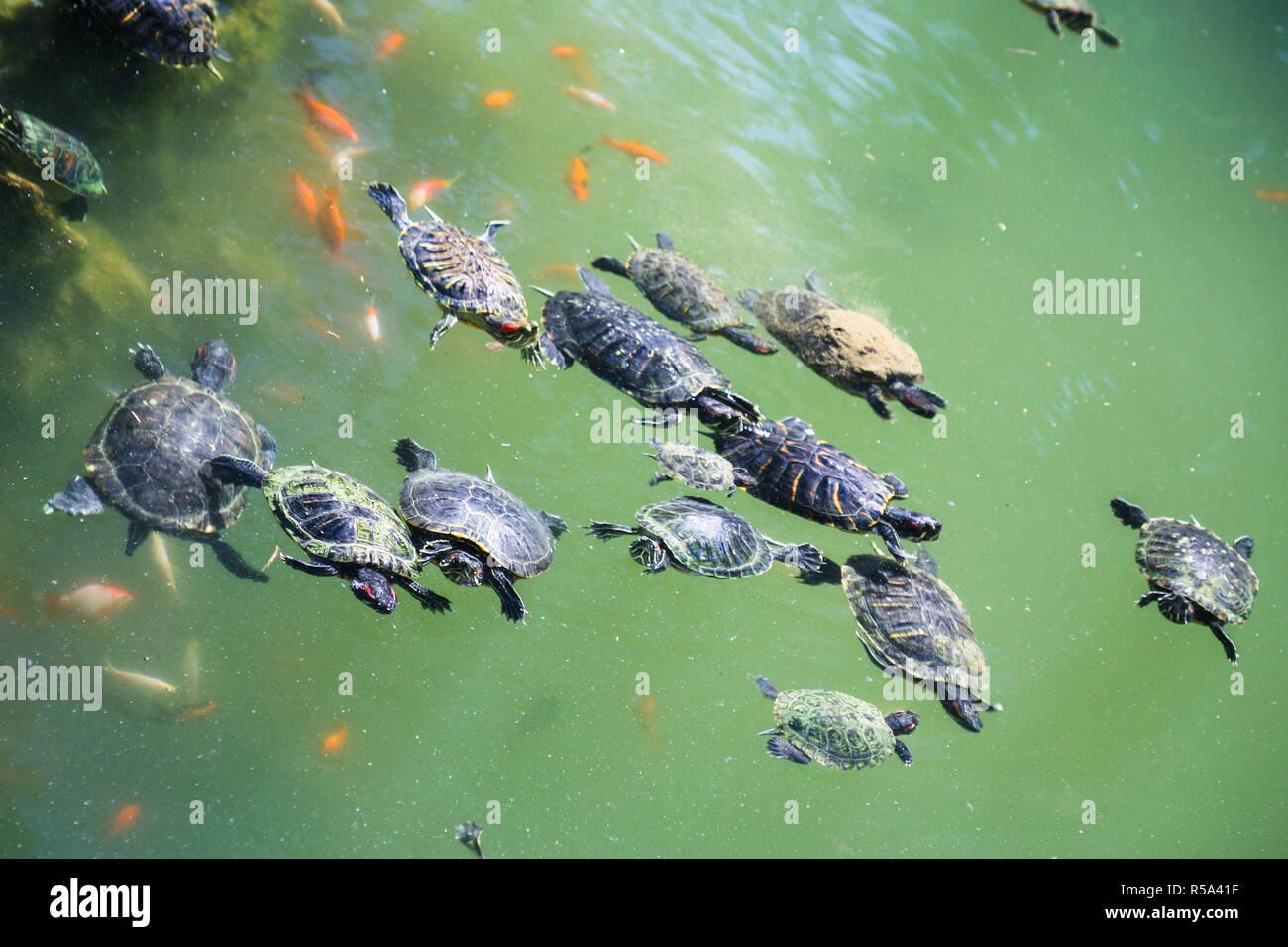 Le tartarughe marine nuotare nel verde acqua di stagno urbani Foto Stock