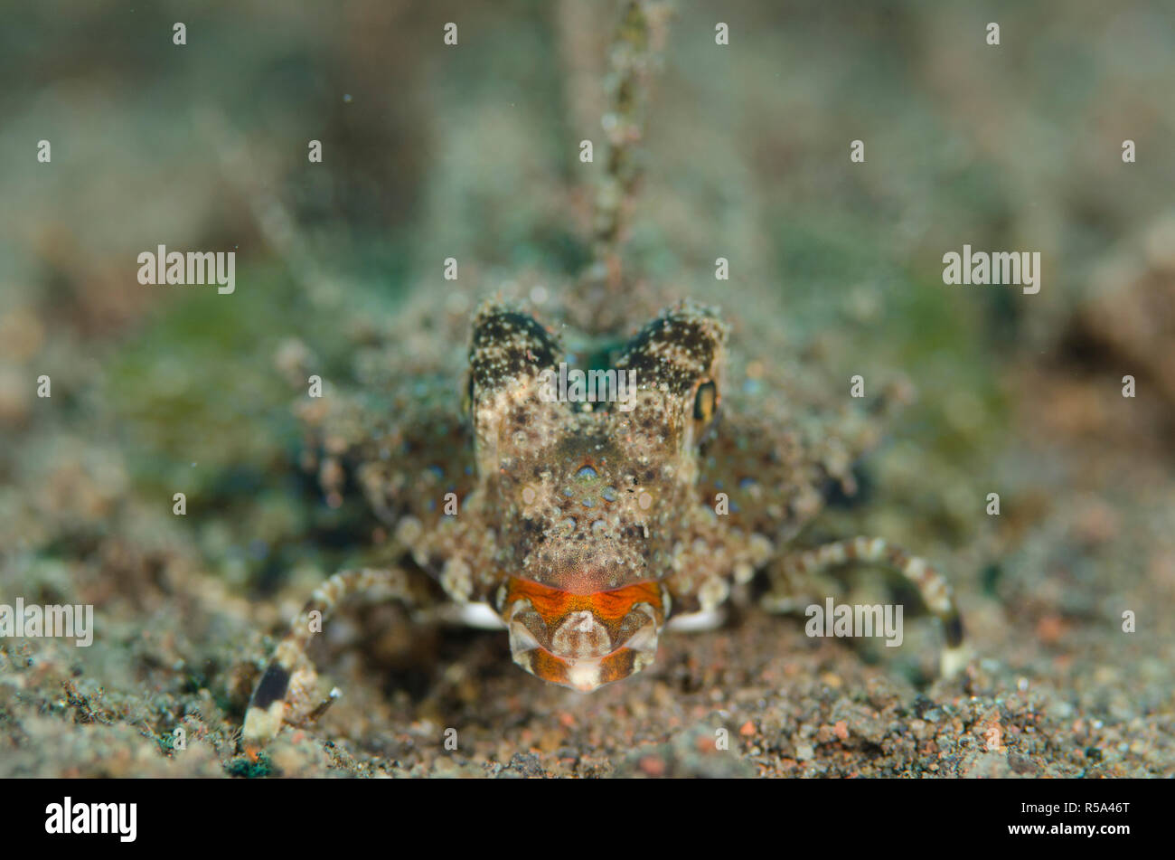Dragonetto arancione e nero, Dactylopus kuiteri, vista testa a testa, su pinna di sabbia nera, sito di immersione Segara, Seraya, Bali, Indonesia, Oceano Indiano Foto Stock