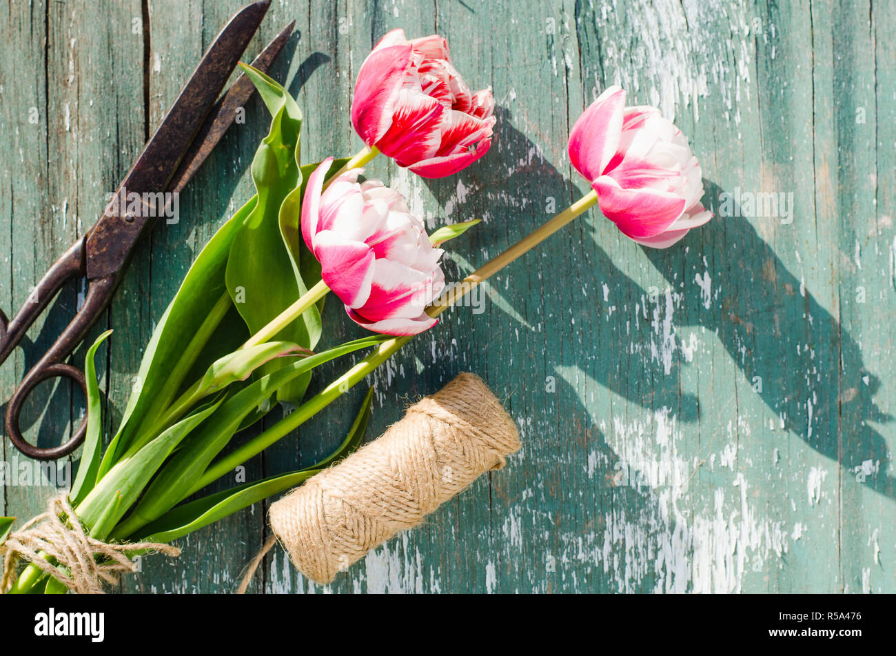 I tulipani, forbici e spago su una tavola di legno. Foto Stock