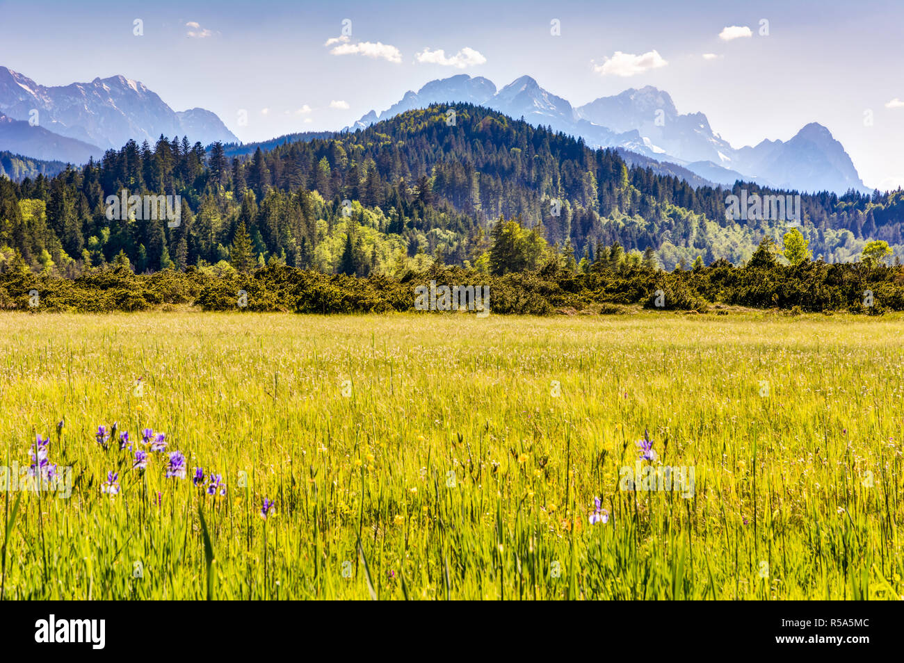 Il prato fiorito nelle alpi bavaresi Foto Stock
