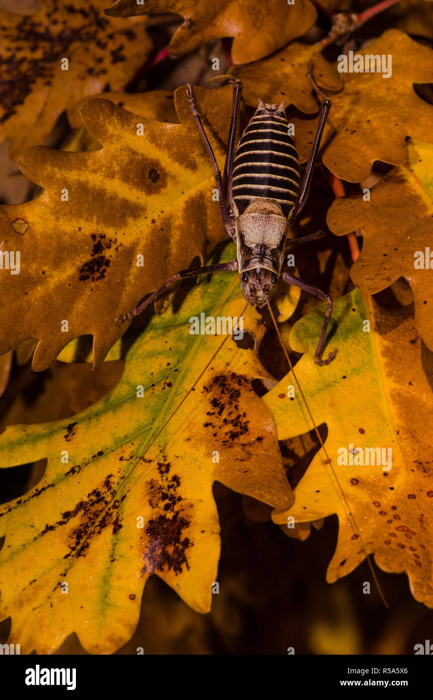 Provenza sella-bug Foto Stock