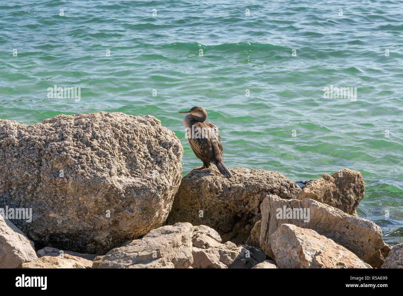 Seagull su Mallorca Foto Stock