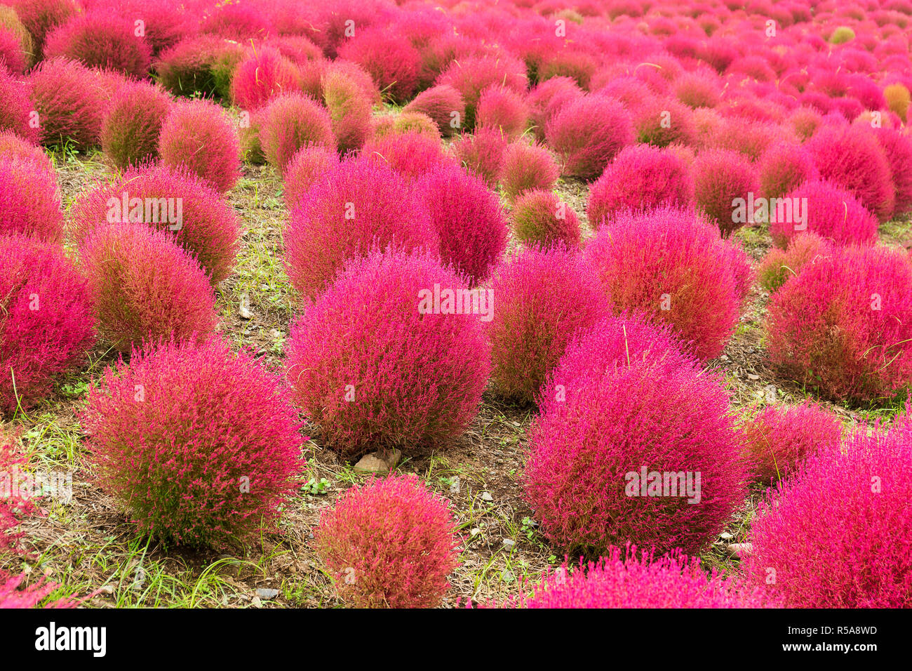 Bassia scoparia campo Foto Stock