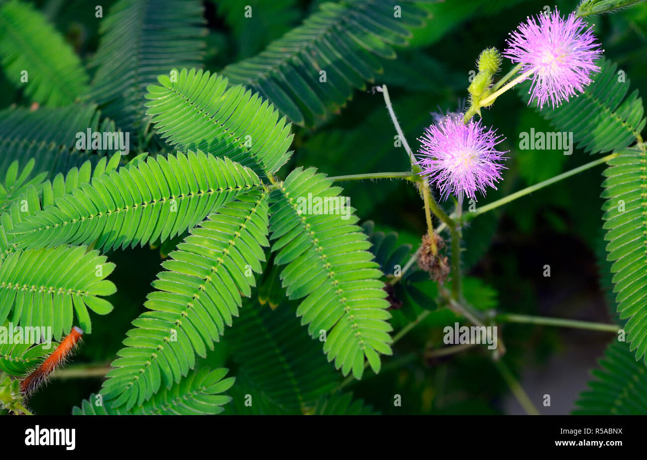 Fiori e foglie di piante sensibili (Mimosa pudica), Brasile Foto Stock