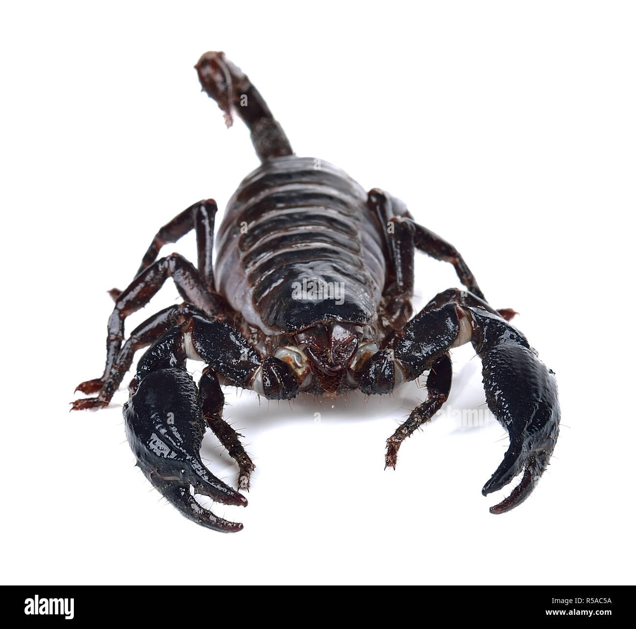 Scorpion isolato su bianco con sfondo. Foto Stock