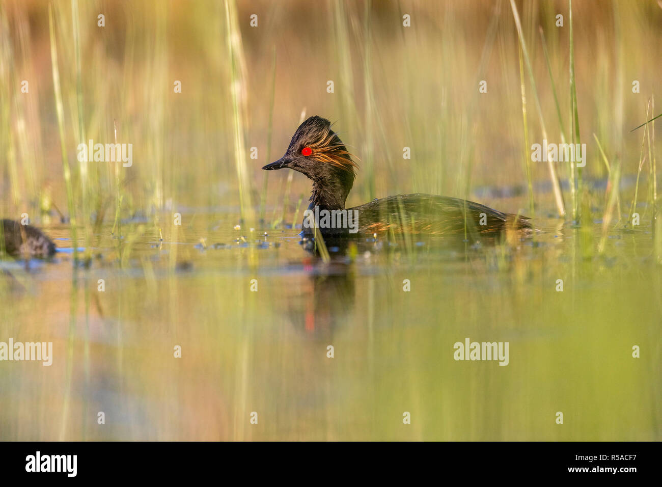 Collo Nero svasso; Podiceps nigricollis REGNO UNITO Foto Stock