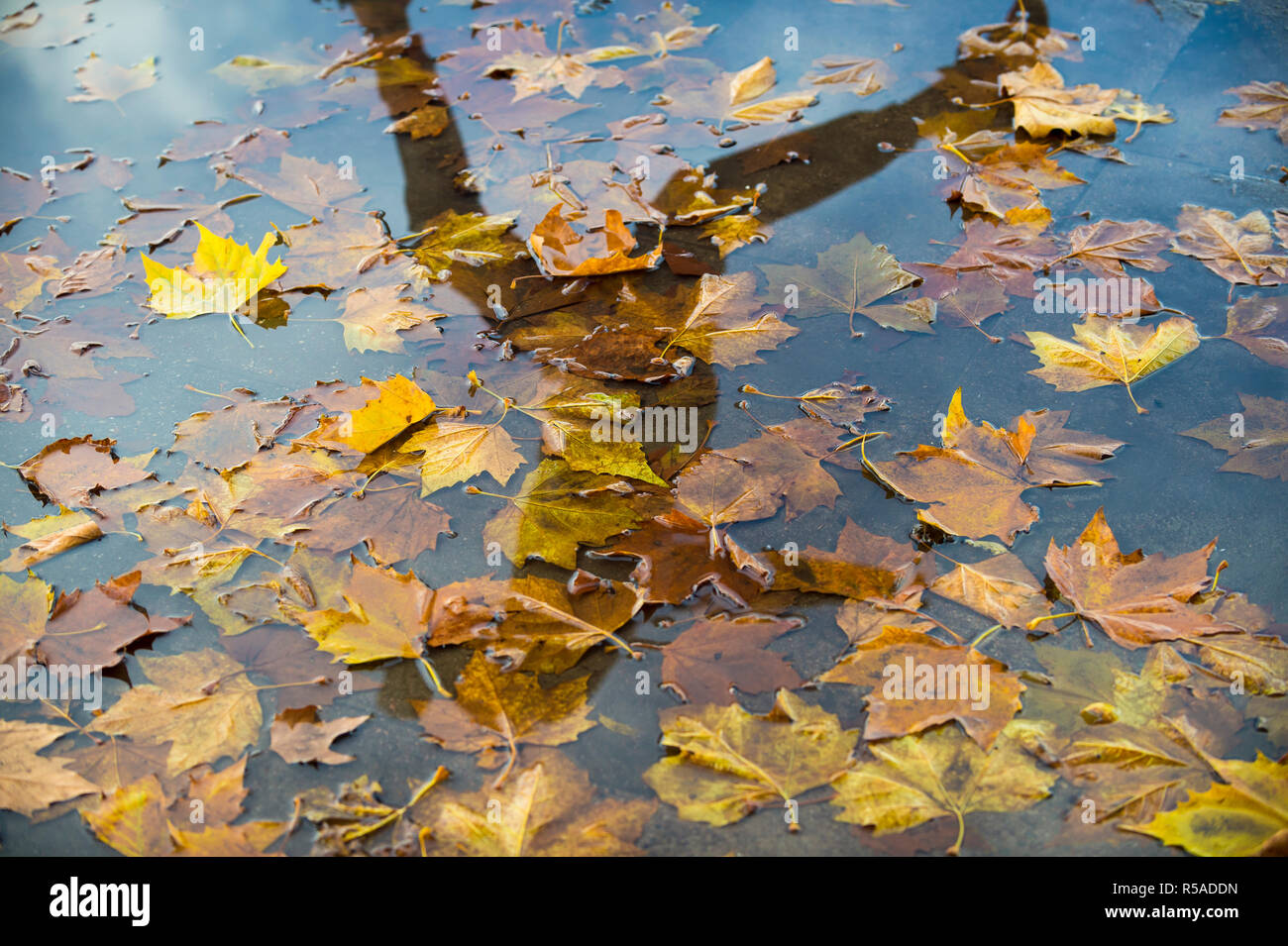 Wet Weather sullo sfondo di un caduto foglie di autunno flottante in una pozza poco profonda di acqua di pioggia Foto Stock
