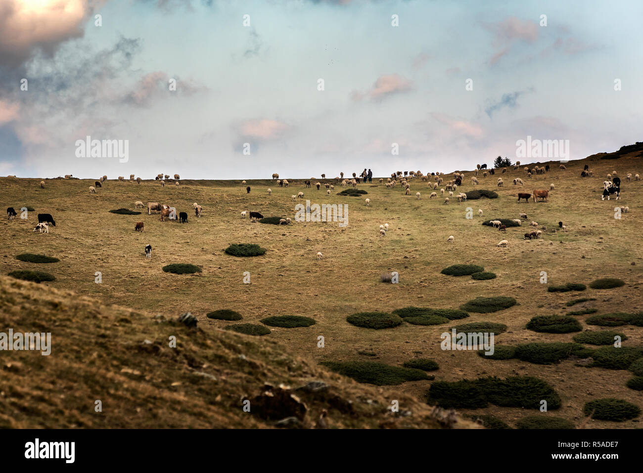 Montagne di Sar, Sar Planina, Macedonia - Misti allevamento di ovini e bovini di pascolare su sotto il cielo nuvoloso Foto Stock