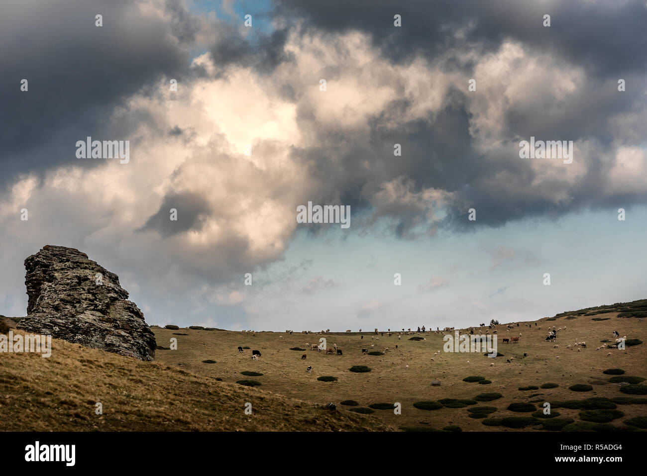 Montagne di Sar, Sar Planina, Macedonia - Misti allevamento di ovini e bovini di pascolare su sotto il cielo nuvoloso Foto Stock