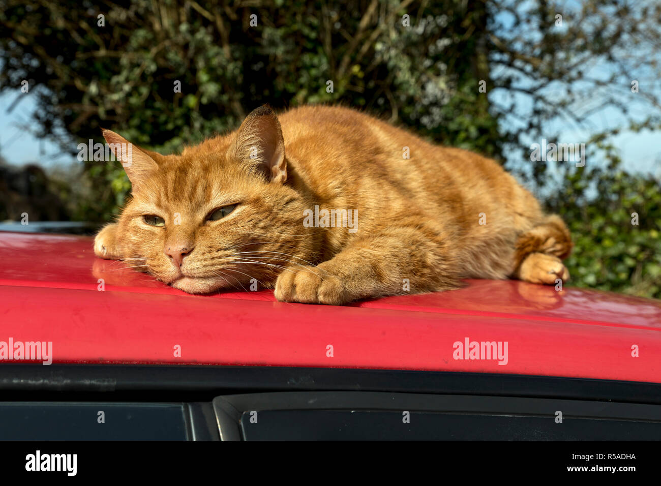 Lo zenzero Cat; sul tetto auto Cornwall, Regno Unito Foto Stock