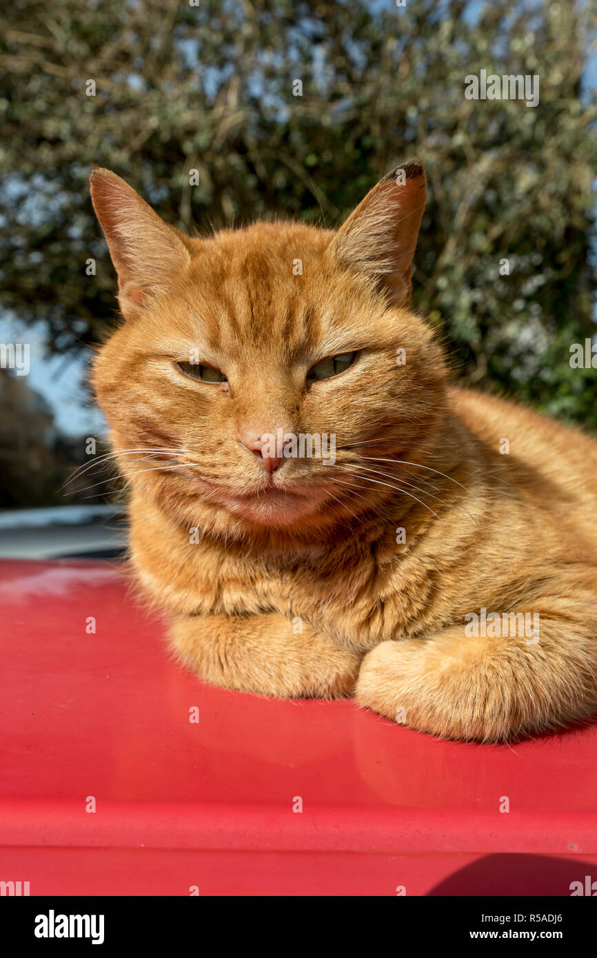 Lo zenzero Cat; Auto tetto; Cornovaglia; Regno Unito Foto Stock