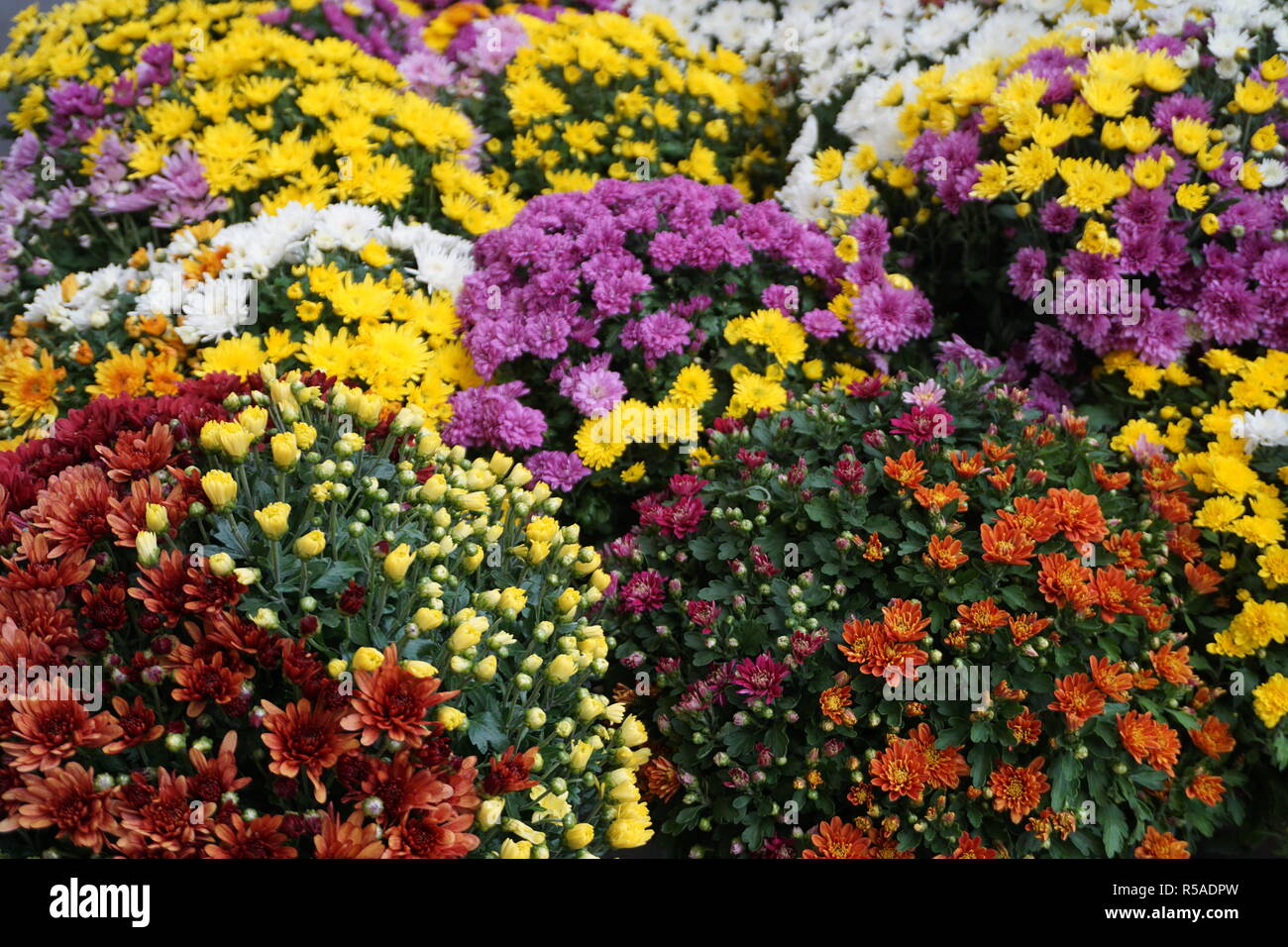 Chiusura del crisantemo colorato sul display Foto Stock