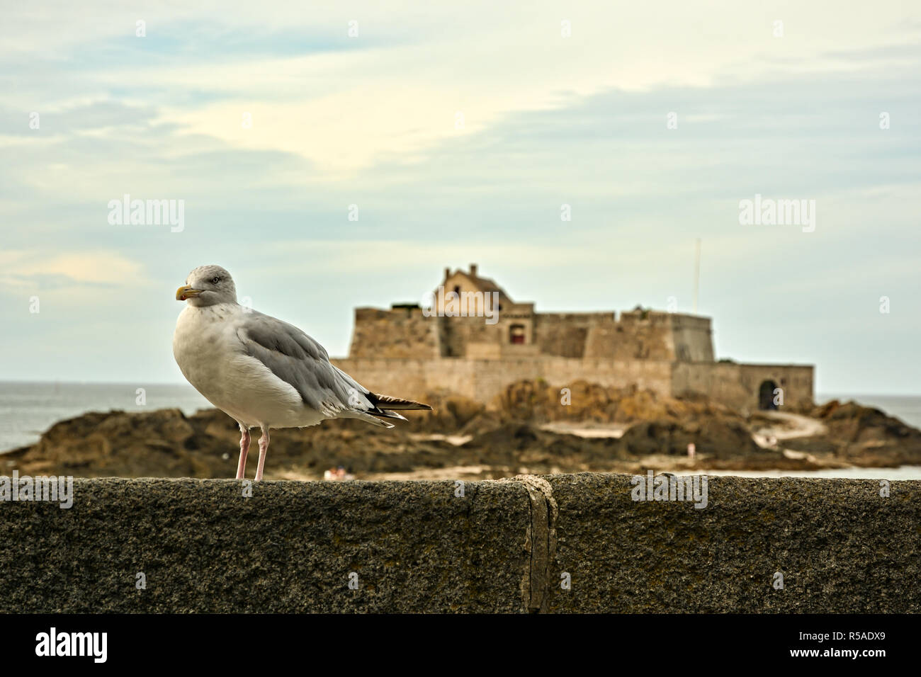 Seagull guardia "Fort National' fortezza vicino a Saint Malo in Bretagna, Francia Foto Stock