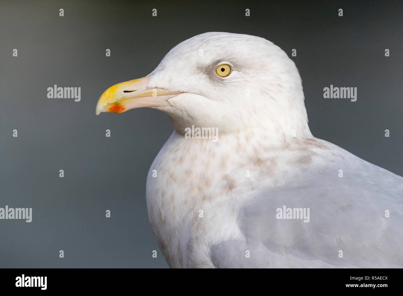 Glaucous Gull; Larus hyperboreus singolo adulto; inverno Cornwall, Regno Unito Foto Stock