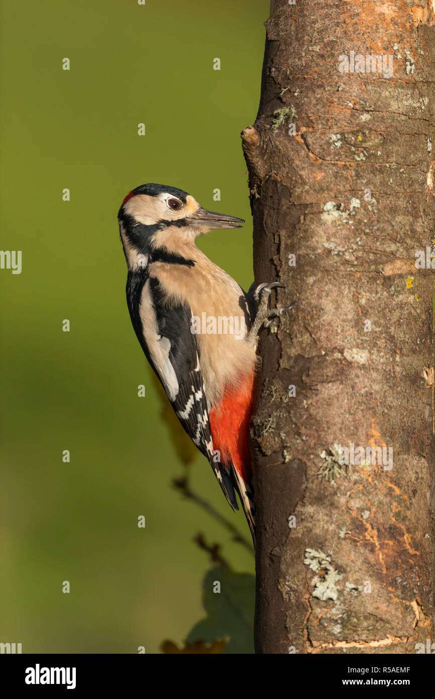 Picchio rosso maggiore; Dendrocopos major singolo; autunno; maschio Cornwall, Regno Unito Foto Stock