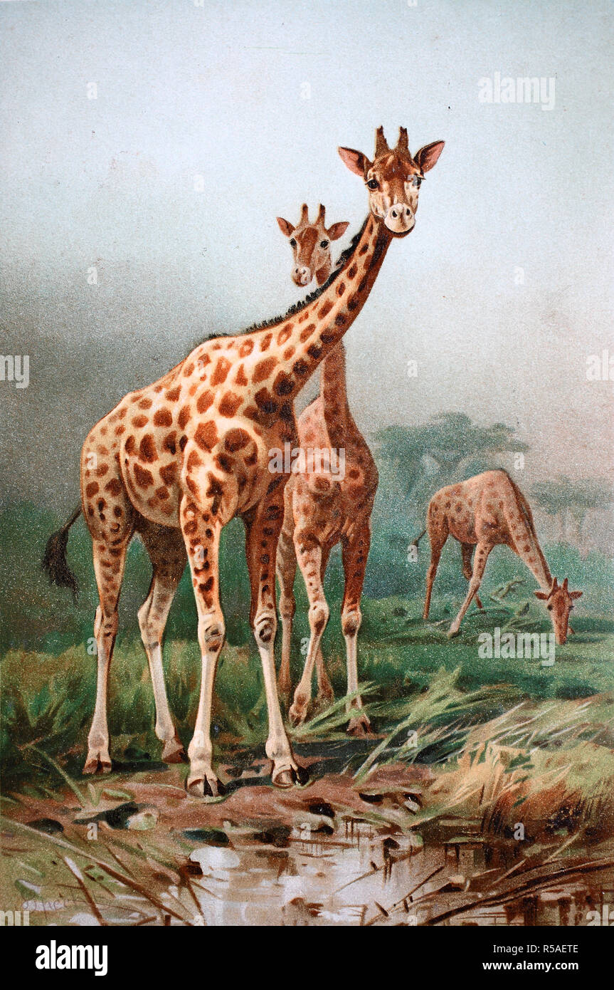 Immagine storica della Rothschild la giraffa (Giraffa camelopardalis rothschildi), 1890, Germania Foto Stock