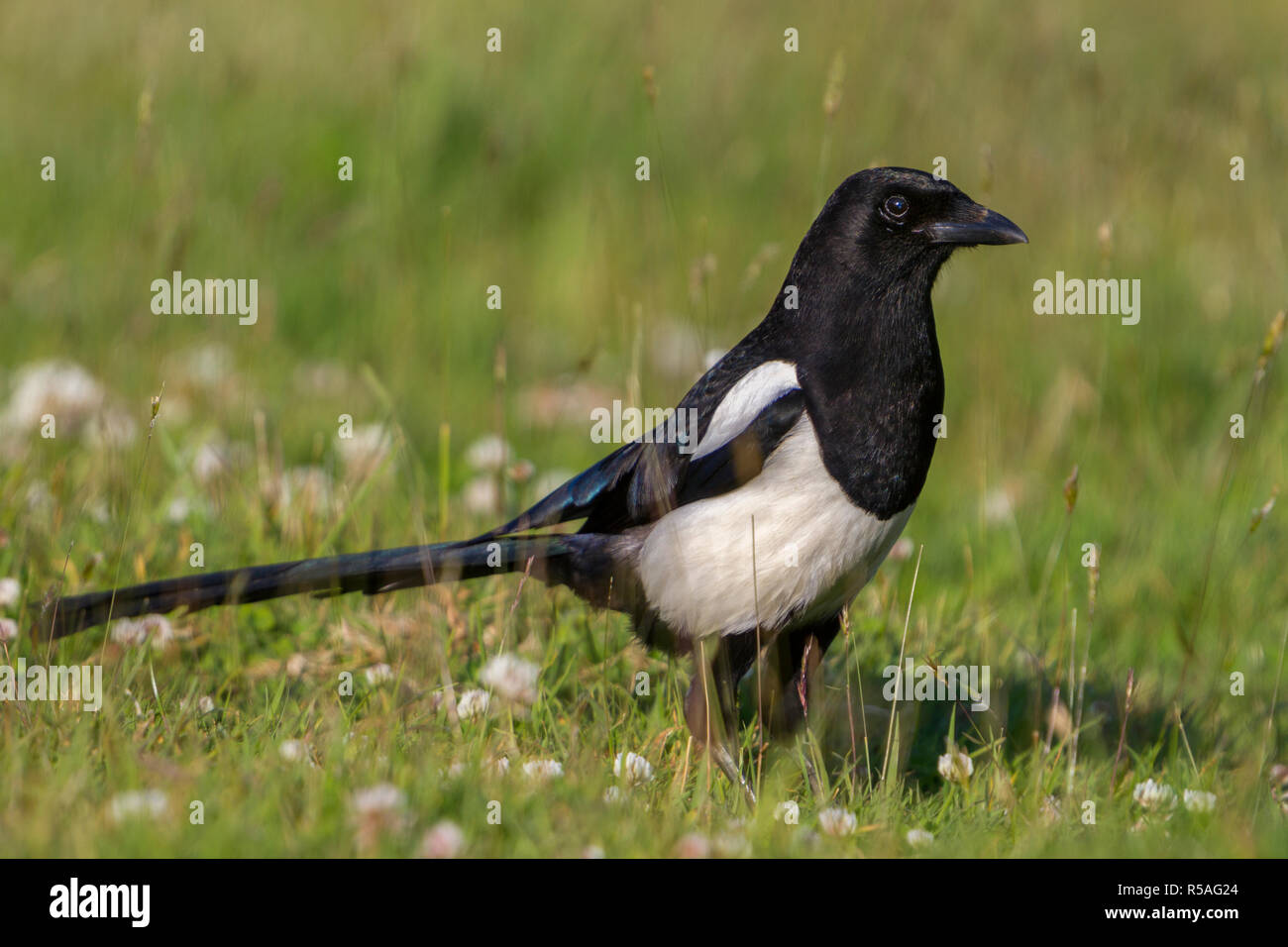 Gazza; Pica pica; in un campo Foto Stock