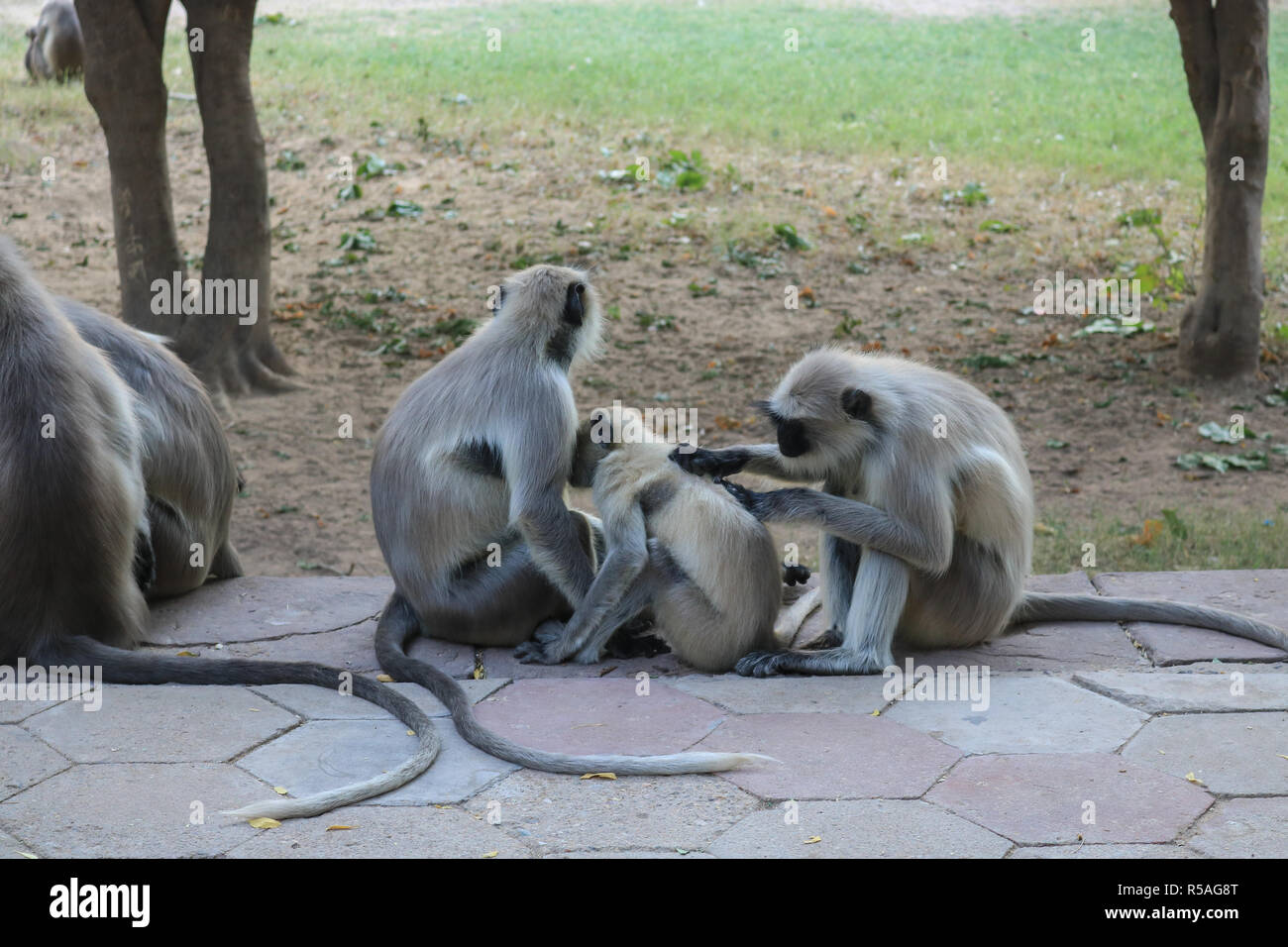 Una scimmia di assistenza infermieristica i loro bambini in giardino Mandore, Jodhpur, Rajasthan, India Foto Stock