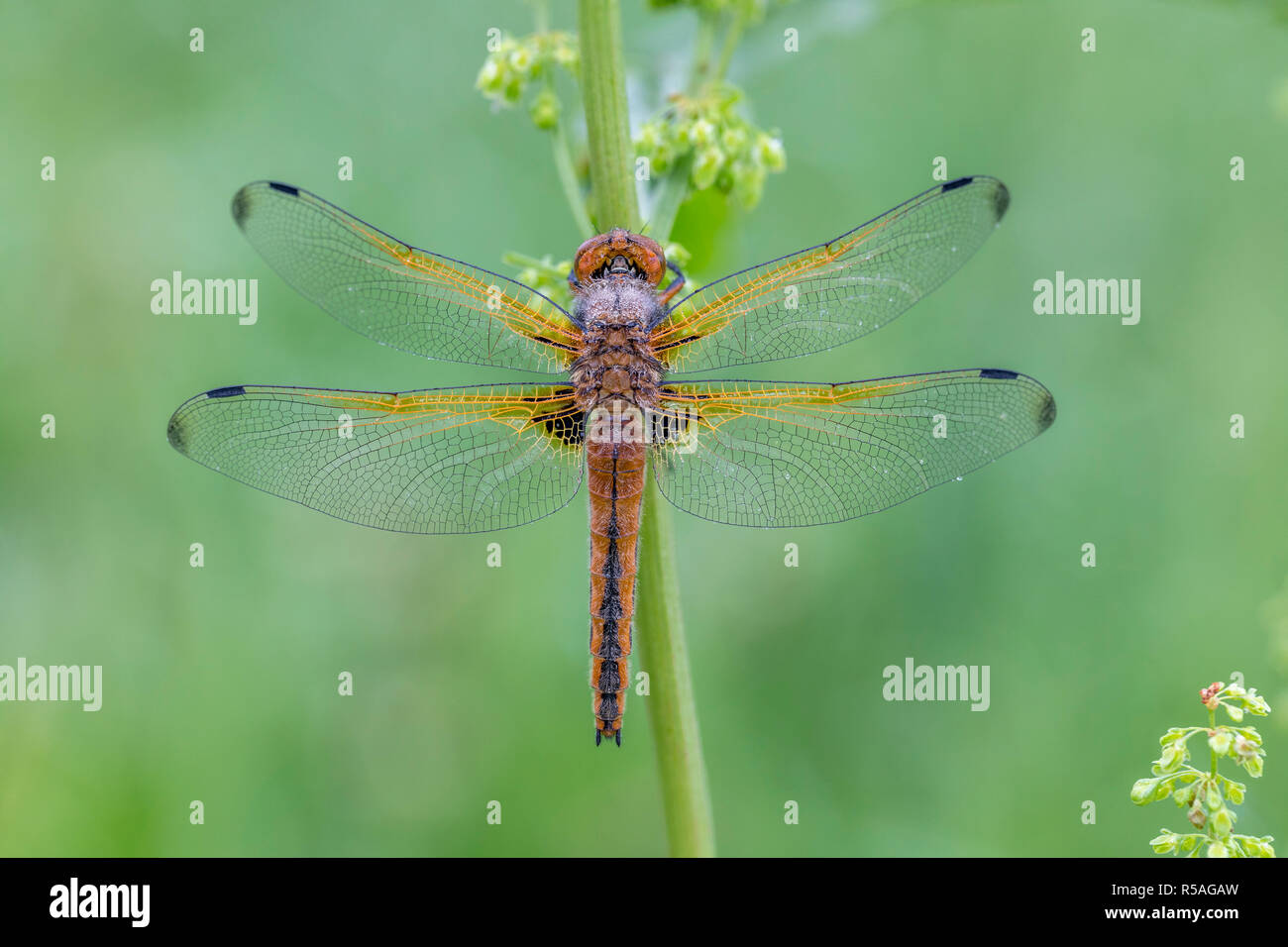 Scarsa Chaser; Libellula fulva Cambridgeshire, Regno Unito Foto Stock