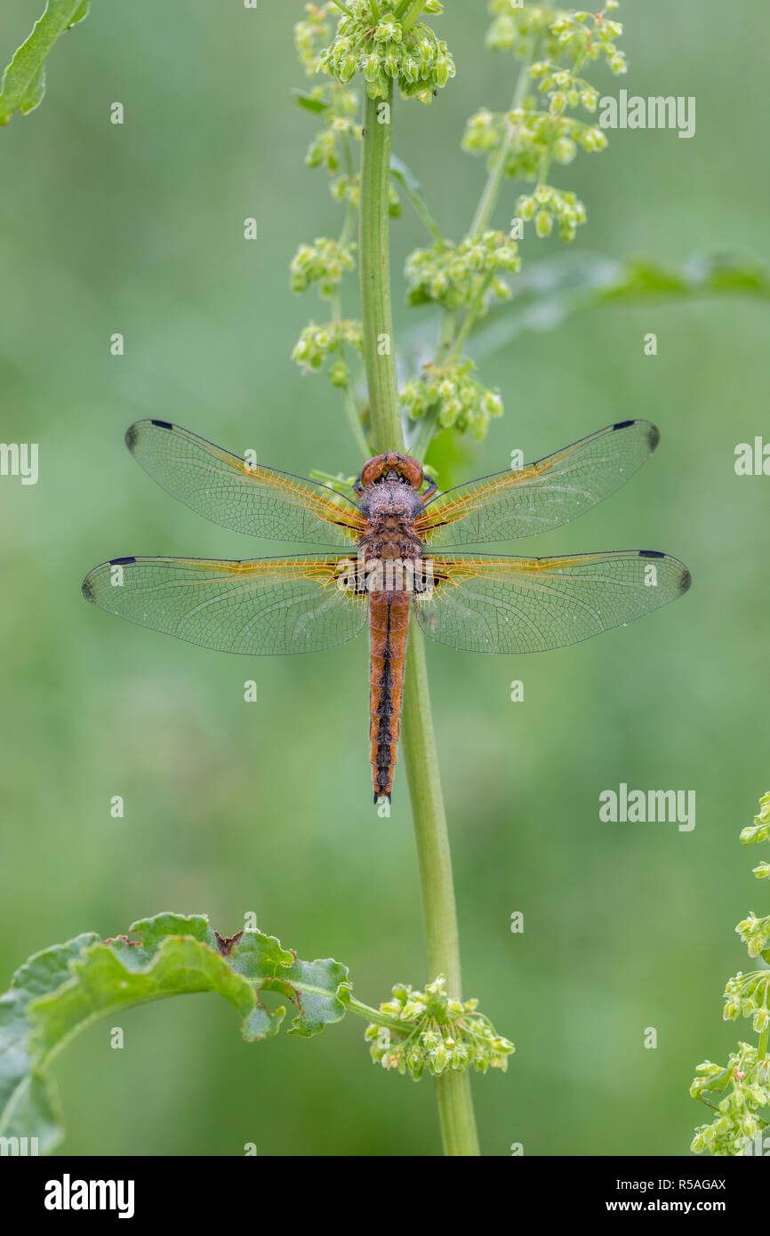 Scarsa Chaser; Libellula fulva Cambridgeshire, Regno Unito Foto Stock