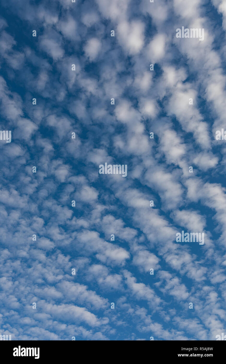 Cirrocumulus nuvole contro il cielo blu cloudscape patte di sfondo Foto Stock