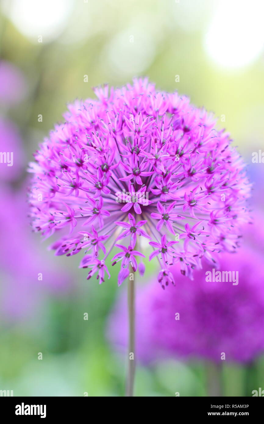 Umbels sferica di Allium hollandicum 'viola sensazione', fioritura in un giardino inglese di frontiera, REGNO UNITO Foto Stock