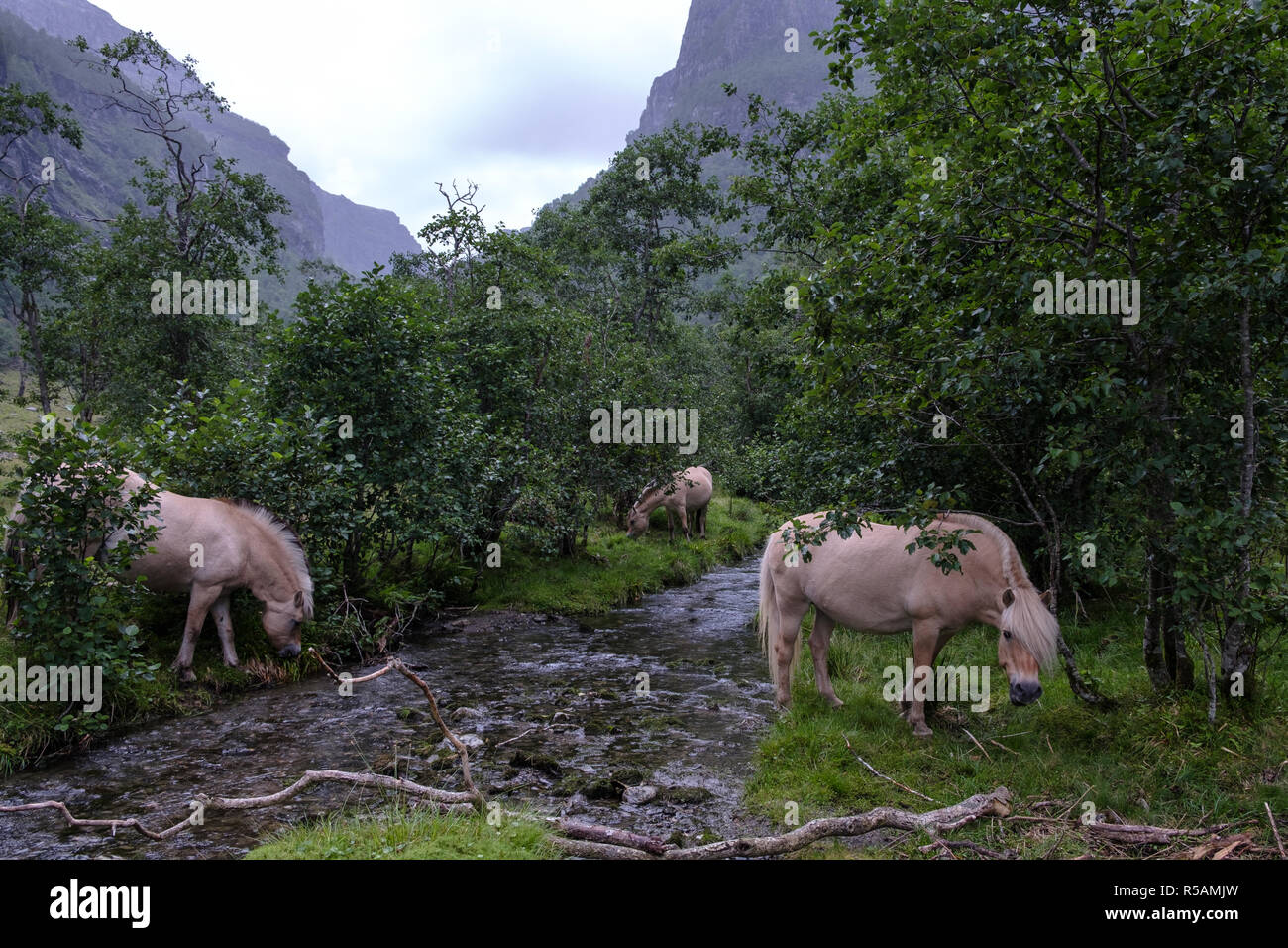 Fjord cavalli mangiare erba nella valle del fiordo norvegese Foto Stock