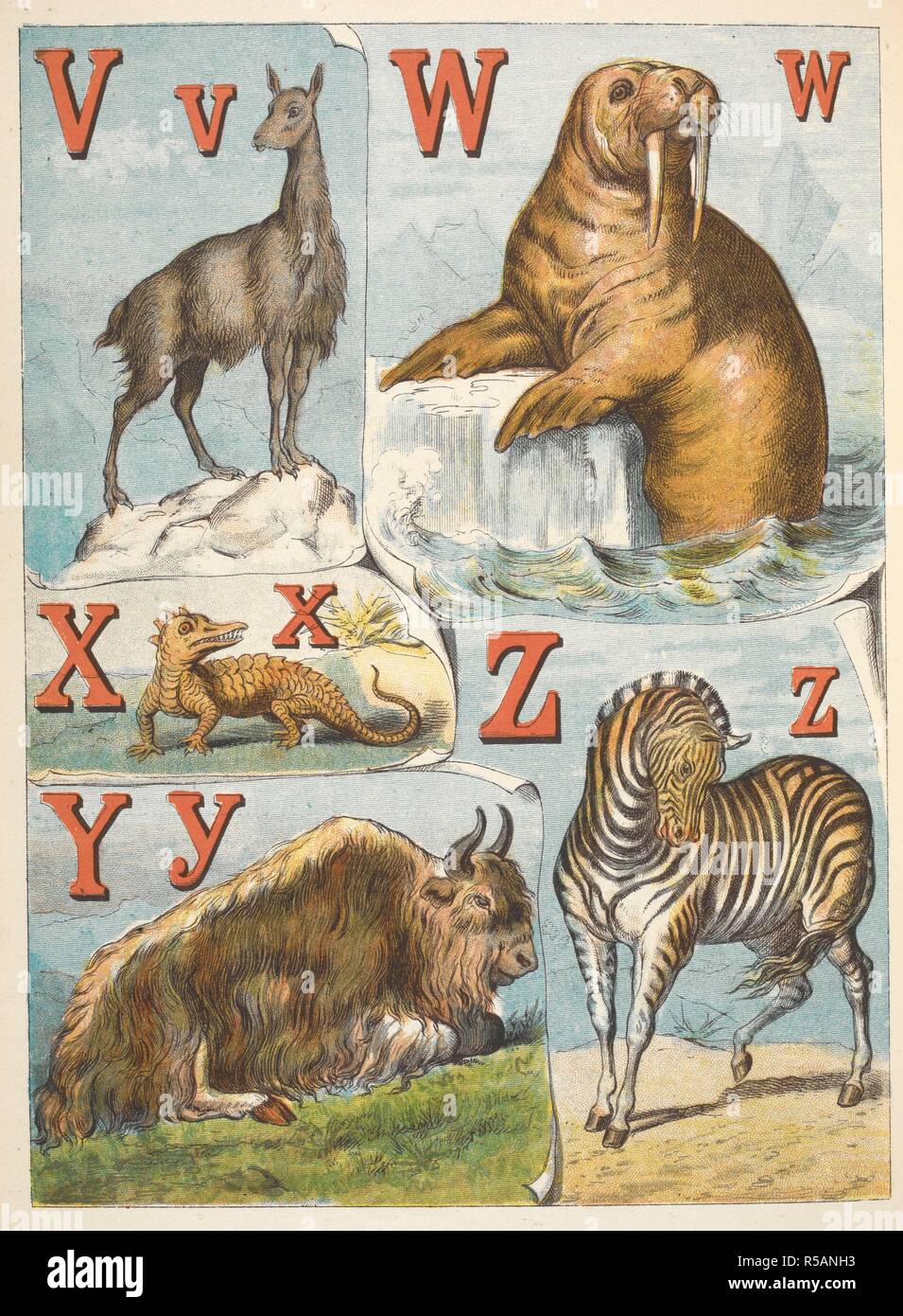 Lettere : V, W, X, Y e Z. V per vicugna; W per il tricheco; X per 'xtinct animale; Y è per Yal; e Z è per Zebra. . L'alfabeto di animali / da Ernest Griset. Londra : Frederick Warne & Co., [1883] Emrik e Binger [Stampanti]. Fonte: 12805.l.45.(19). Foto Stock