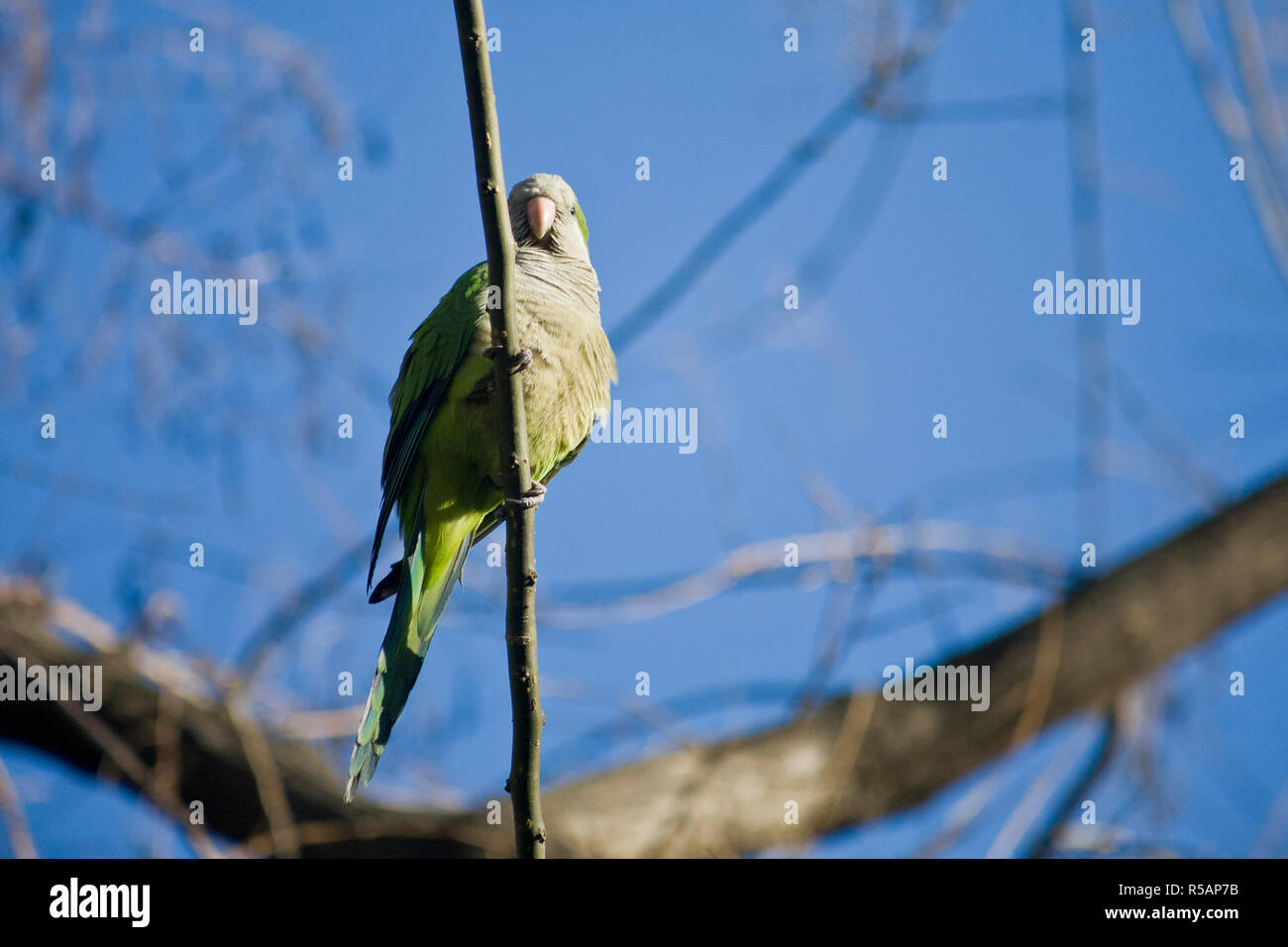 Piccolo pappagallo a Barcellona, in Catalogna Foto Stock