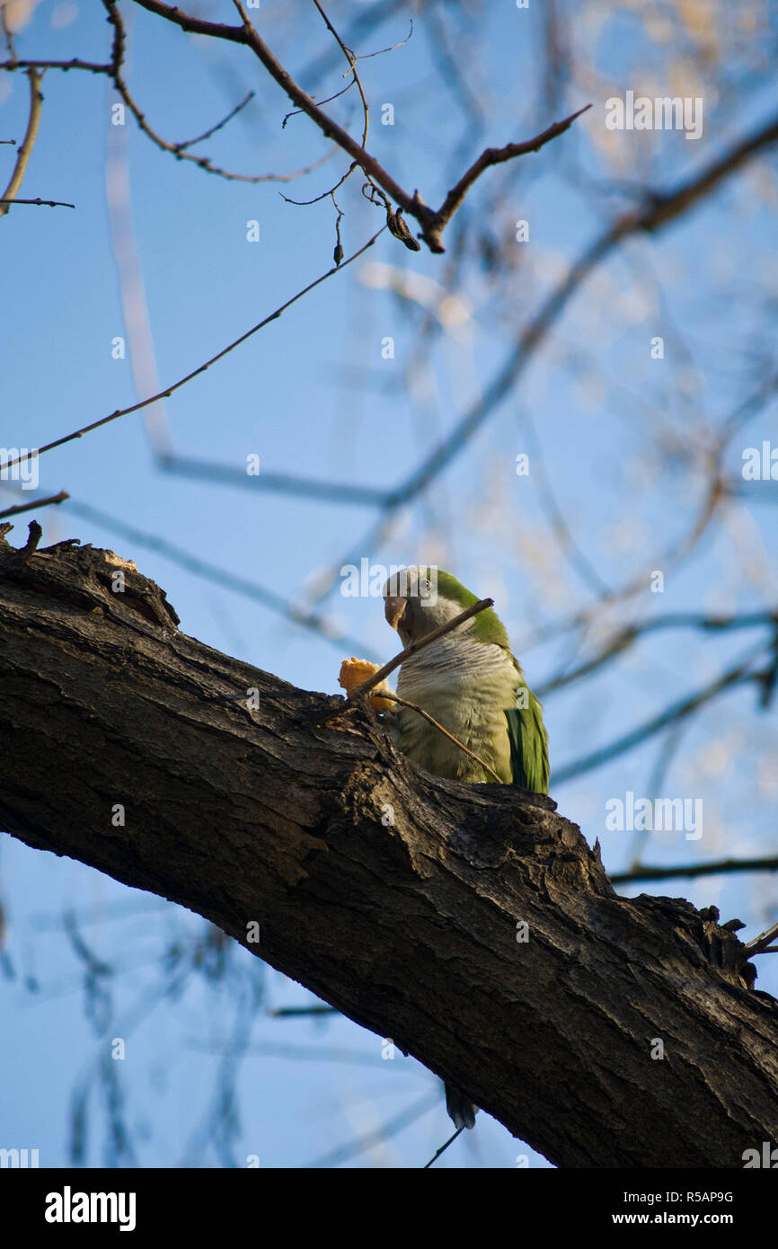 Piccolo pappagallo a Barcellona, in Catalogna Foto Stock