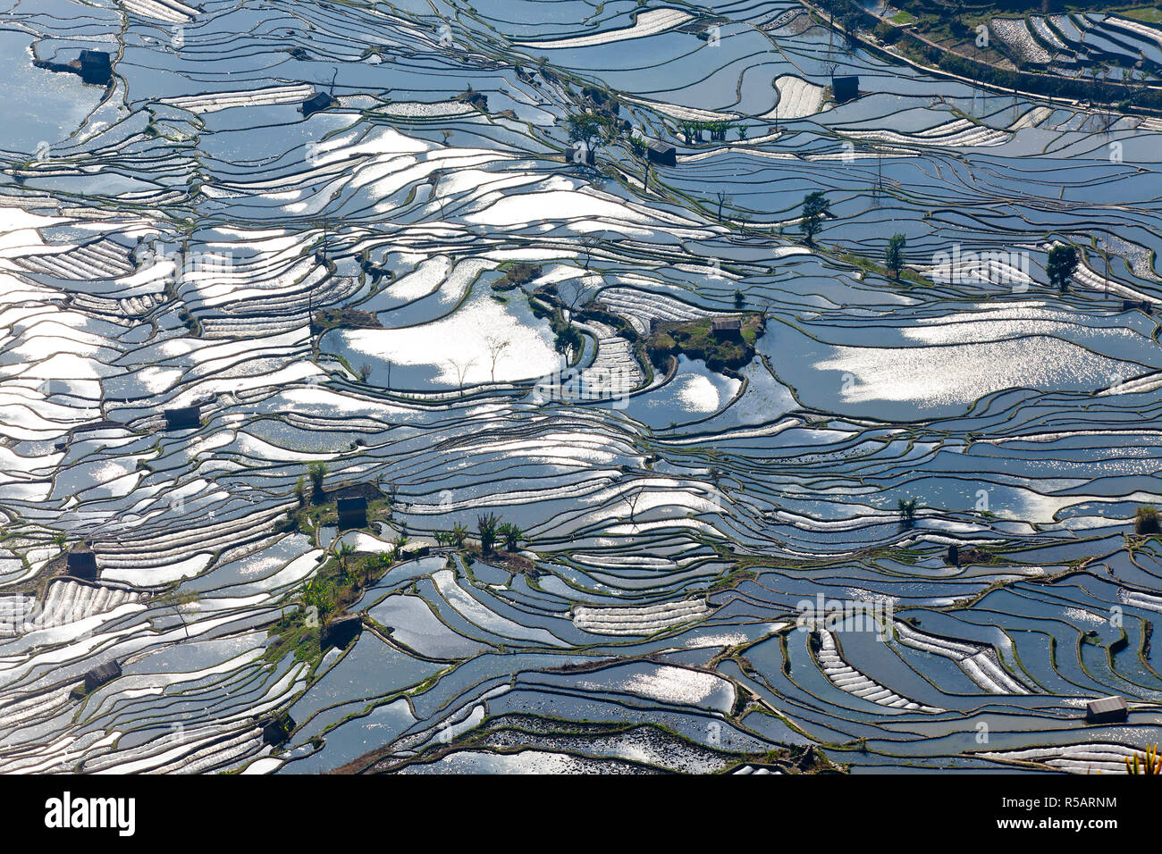 Riflessioni di acqua riempito terrazze di riso, Yuanyang County, Honghe, nella provincia dello Yunnan in Cina Foto Stock