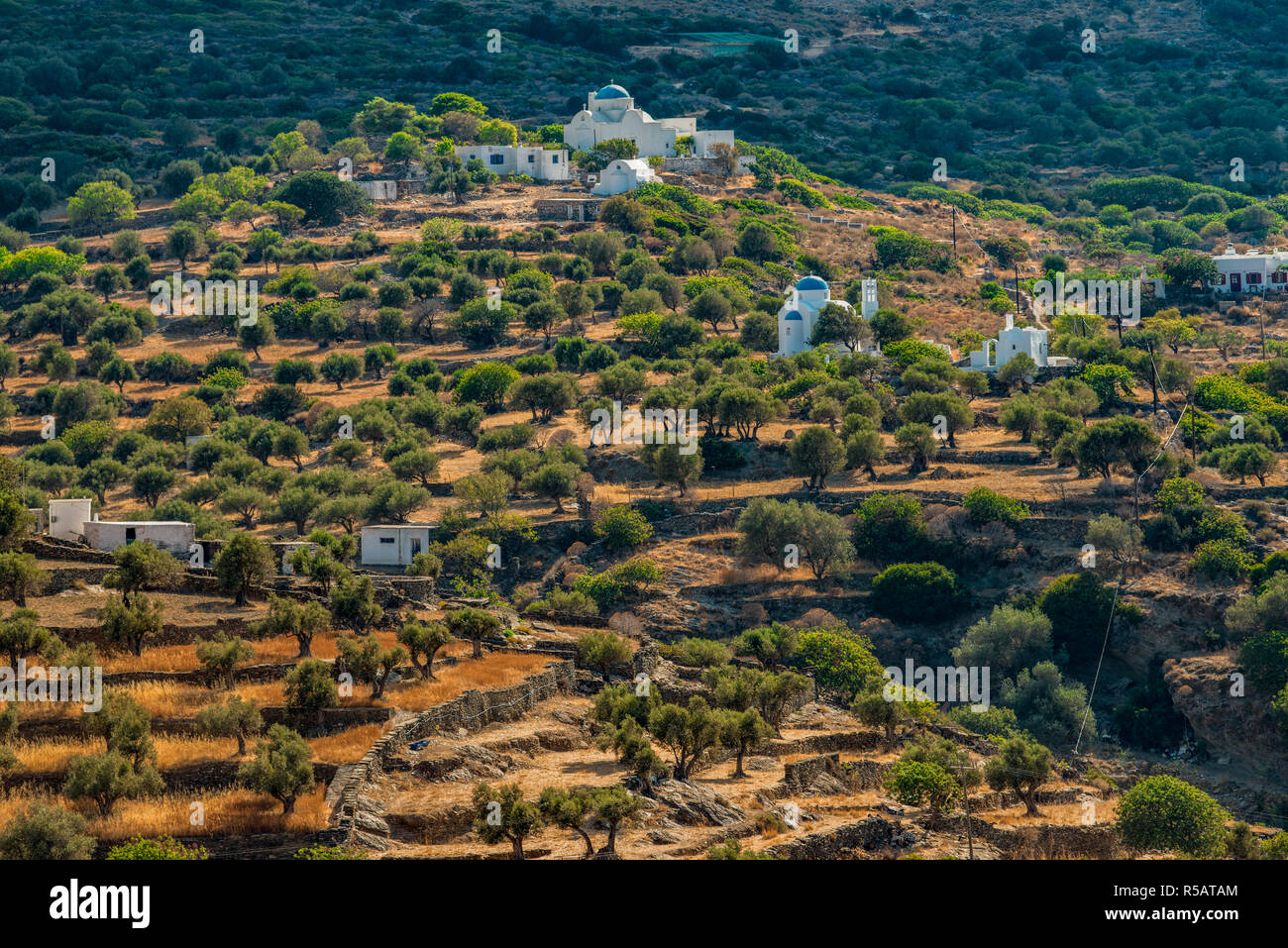 La Grecia. Isola di Sifnos. Gli ulivi vicino al villaggio di Apollonia Foto Stock