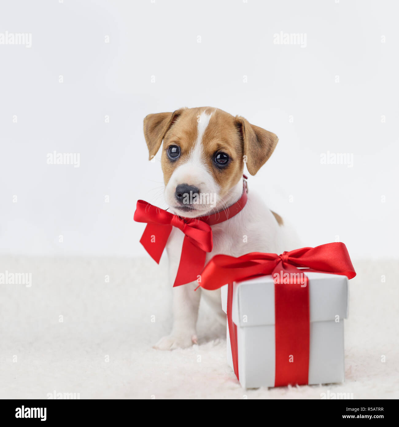 Jack Russel cucciolo con fiocco rosso e confezione regalo la posa sul letto  bianco. Concetto di natale Foto stock - Alamy