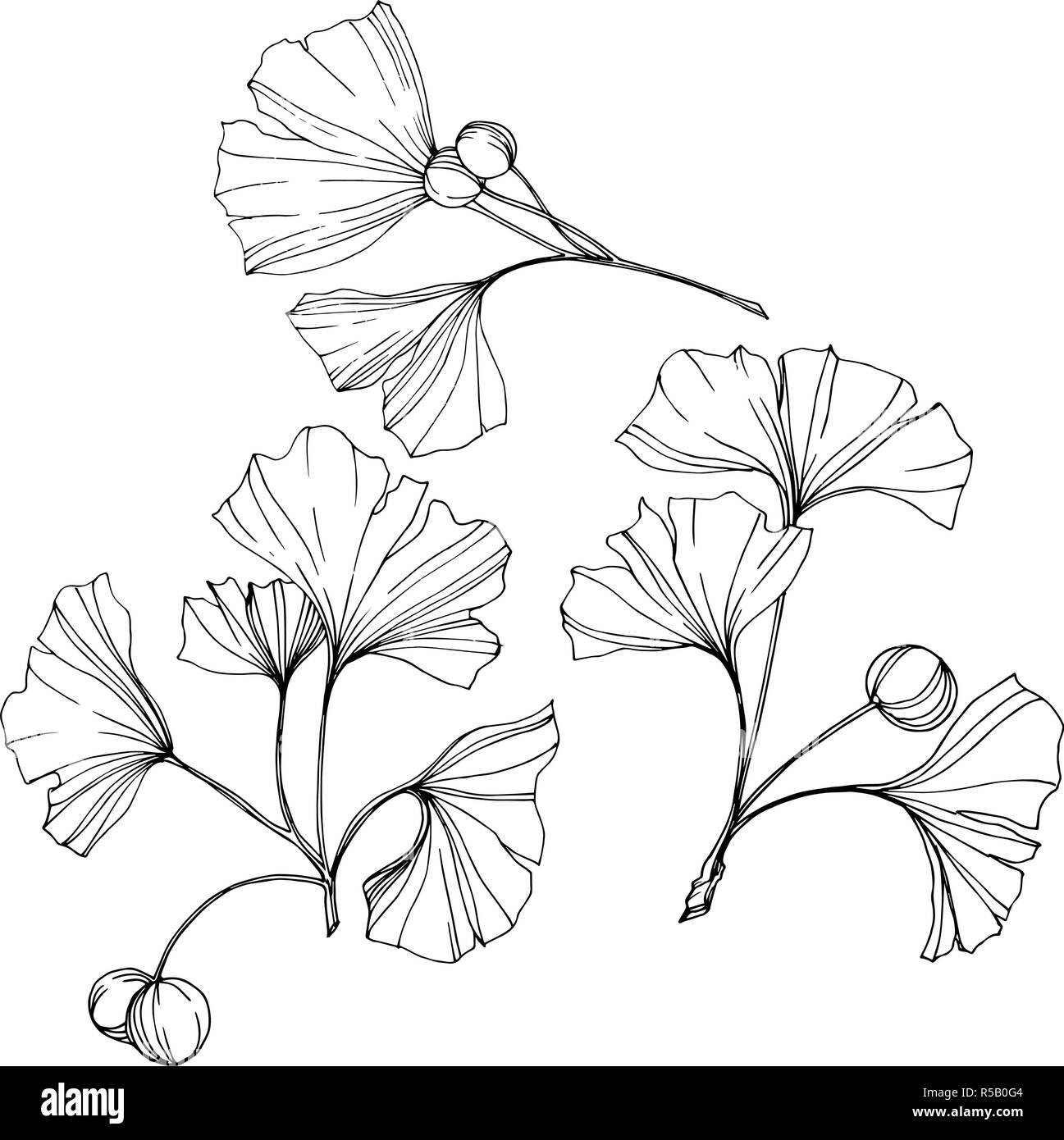 Vettore. Foglie di Ginkgo. Impianto del giardino botanico. Isolate il ginkgo illustrazione elemento su sfondo bianco. Illustrazione Vettoriale