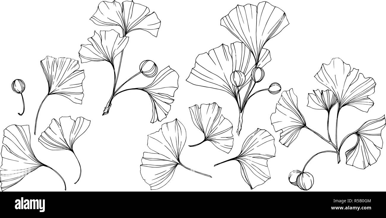 Vettore. Foglie di Ginkgo. Impianto del giardino botanico. Isolate il ginkgo illustrazione elemento su sfondo bianco. Illustrazione Vettoriale