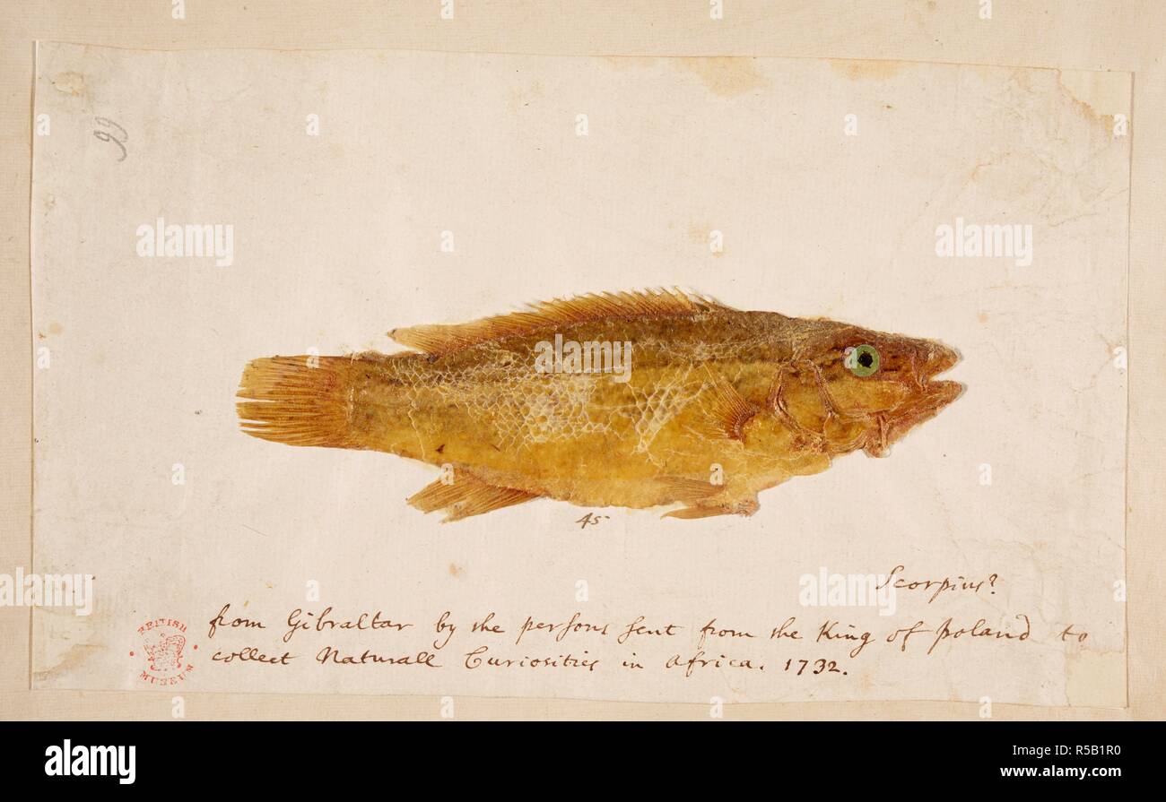 Un pesce. Album di disegni da Catesby, G.Edwards, G.Jago et al, comissioned da Hans Sloane. Il XVIII secolo. Fonte: Aggiungi. 5267, la piastra 99. Autore: CATESBY, MARK. Renard, Louis. Foto Stock