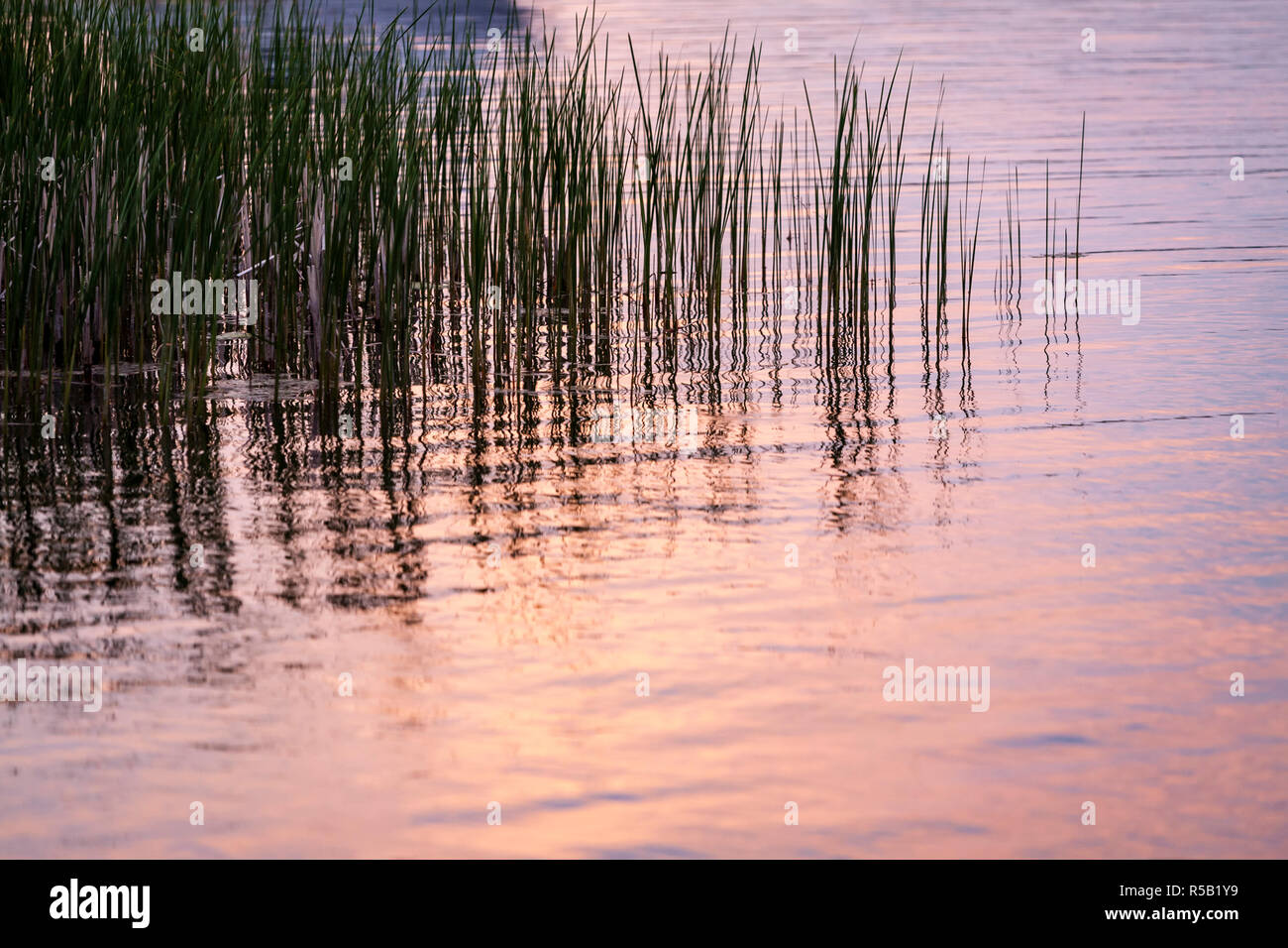 La riflessione di un Cielo di tramonto nella superficie del lago con erbe acquatiche. Foto Stock