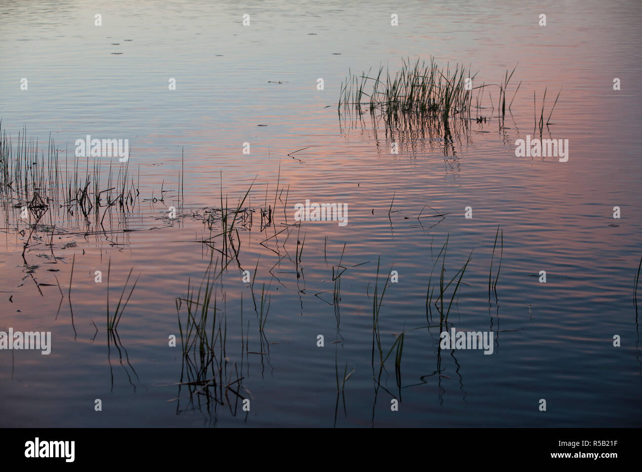 La riflessione di un Cielo di tramonto nella superficie del lago con erbe acquatiche. Foto Stock