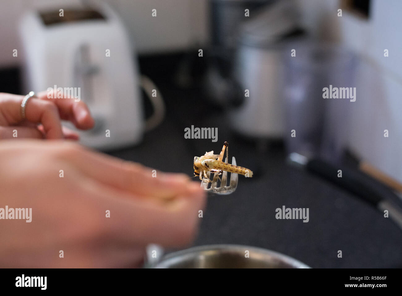 Cucinando e mangiando insetti commestibili, una grande fonte di proteine e alternativa a base di carne Foto Stock