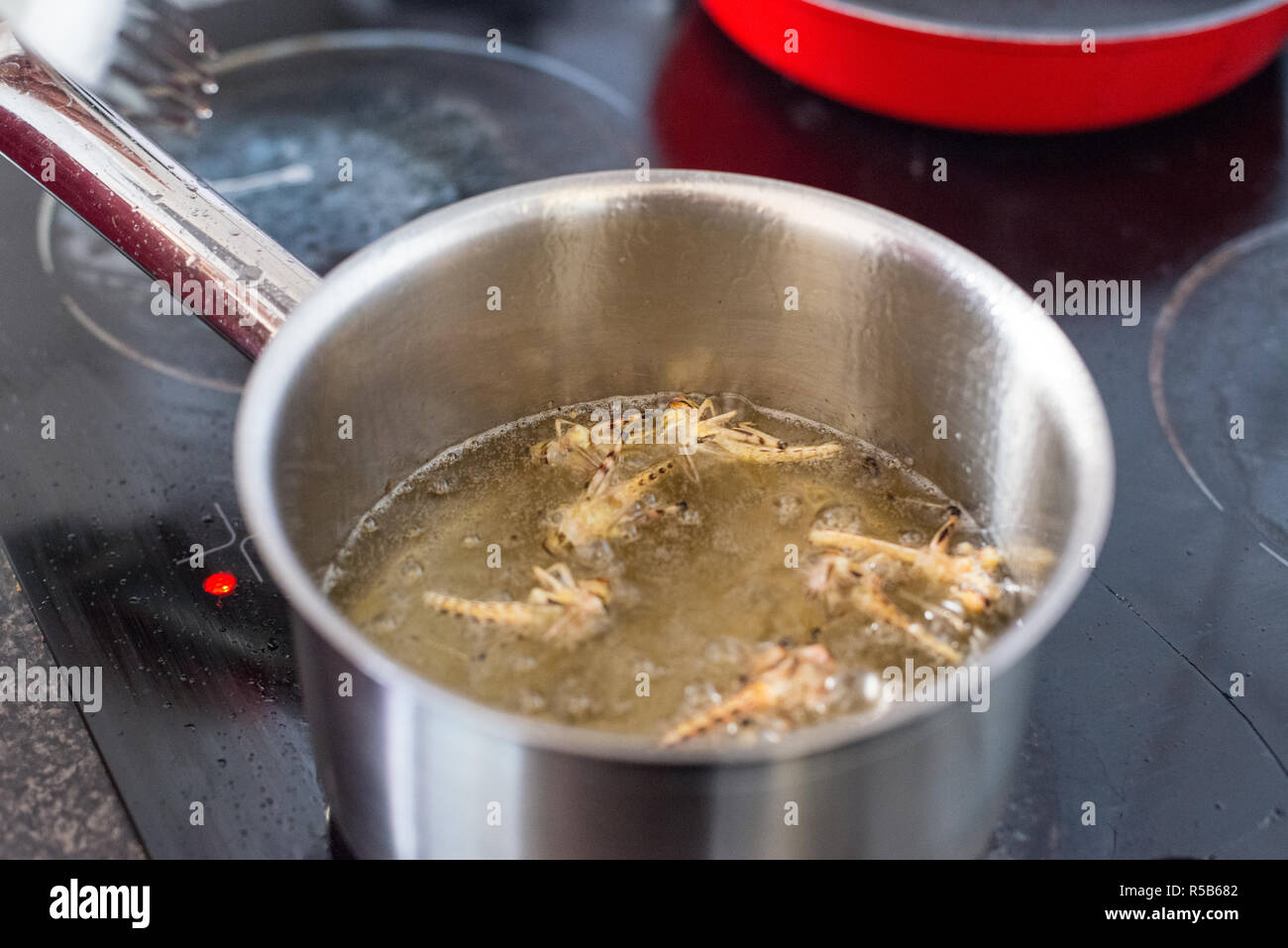 Cucinando e mangiando insetti commestibili, una grande fonte di proteine e alternativa a base di carne Foto Stock