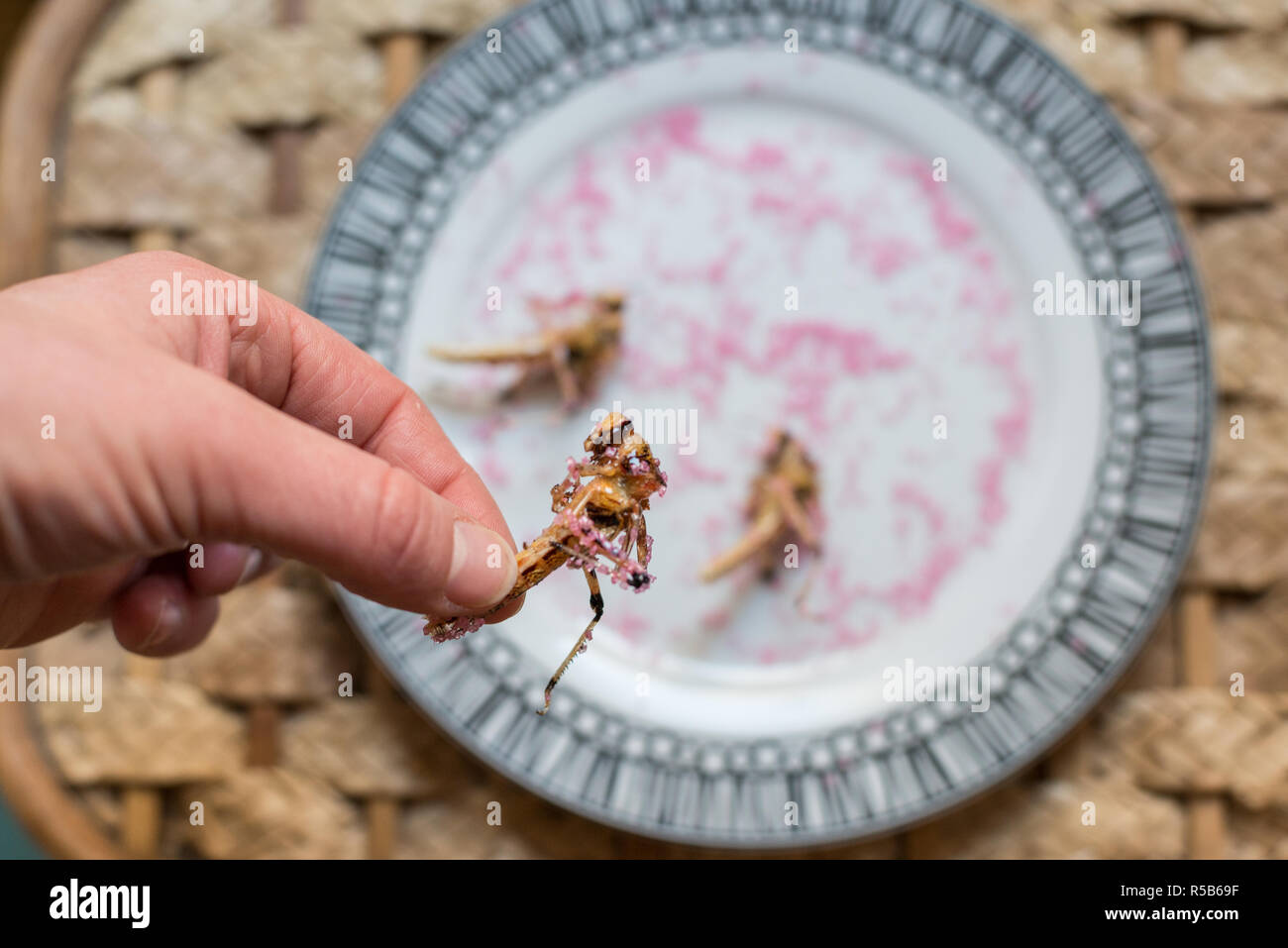 Cucinando e mangiando insetti commestibili, una grande fonte di proteine e alternativa a base di carne Foto Stock