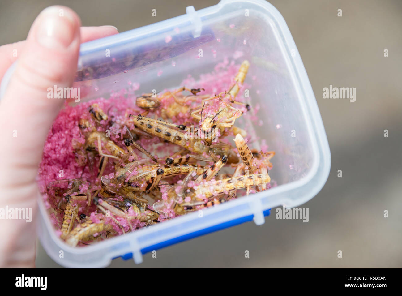 Cucinando e mangiando insetti commestibili, una grande fonte di proteine e alternativa a base di carne Foto Stock