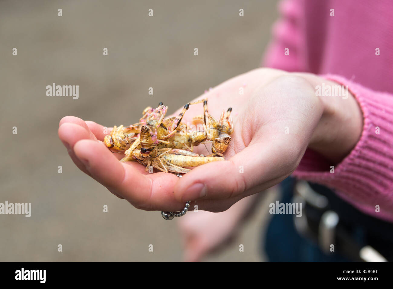 Cucinando e mangiando insetti commestibili, una grande fonte di proteine e alternativa a base di carne Foto Stock
