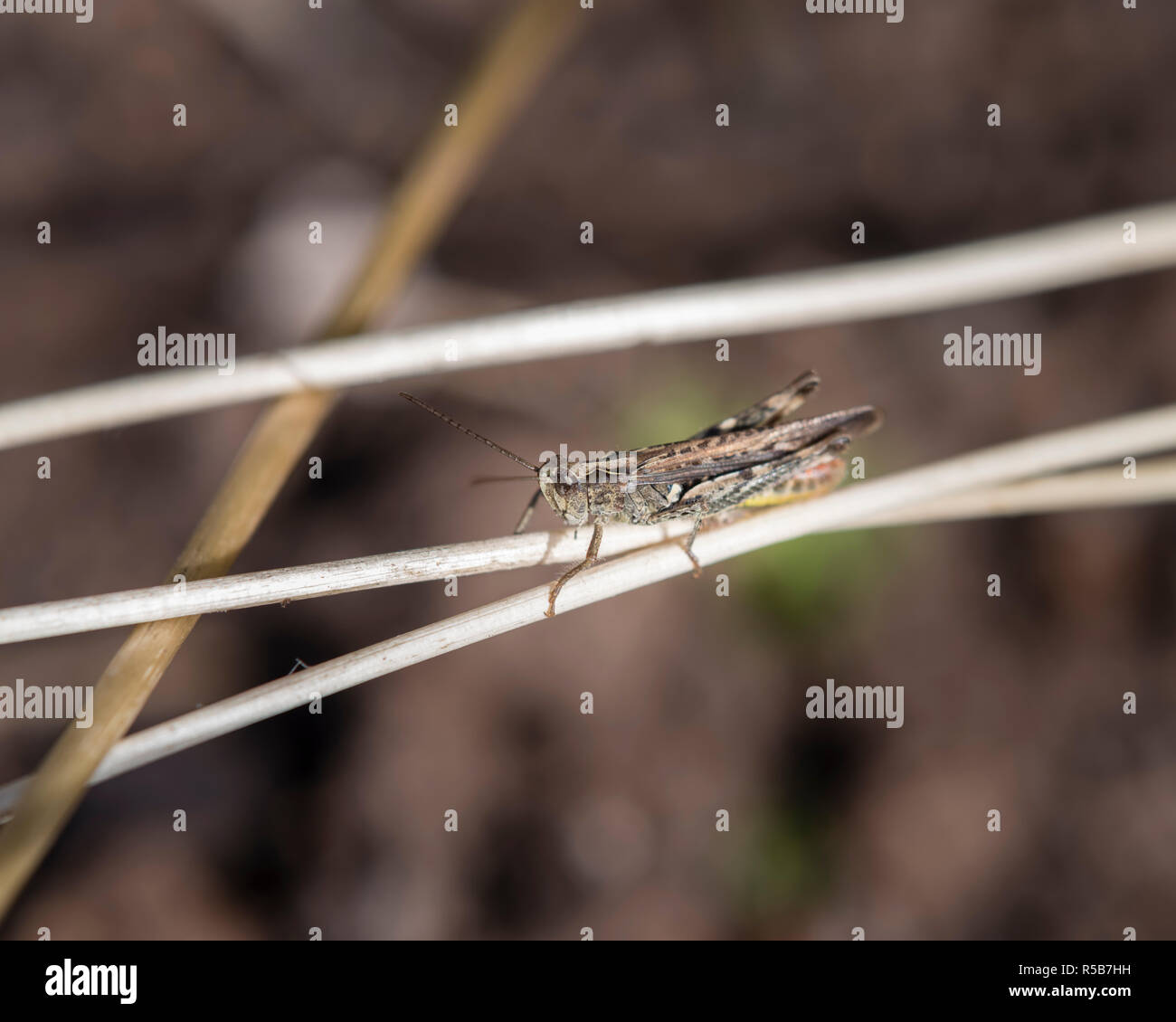 Un campo grasshopper (Chorthippus brunneus) su uno stelo, vista laterale. Foto Stock