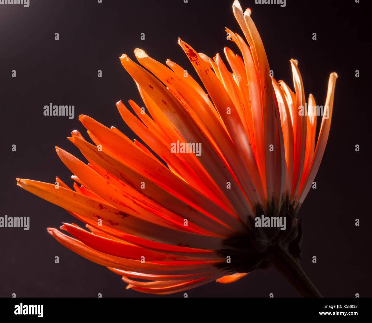 Arancione Low-Key crisantemi Foto Stock