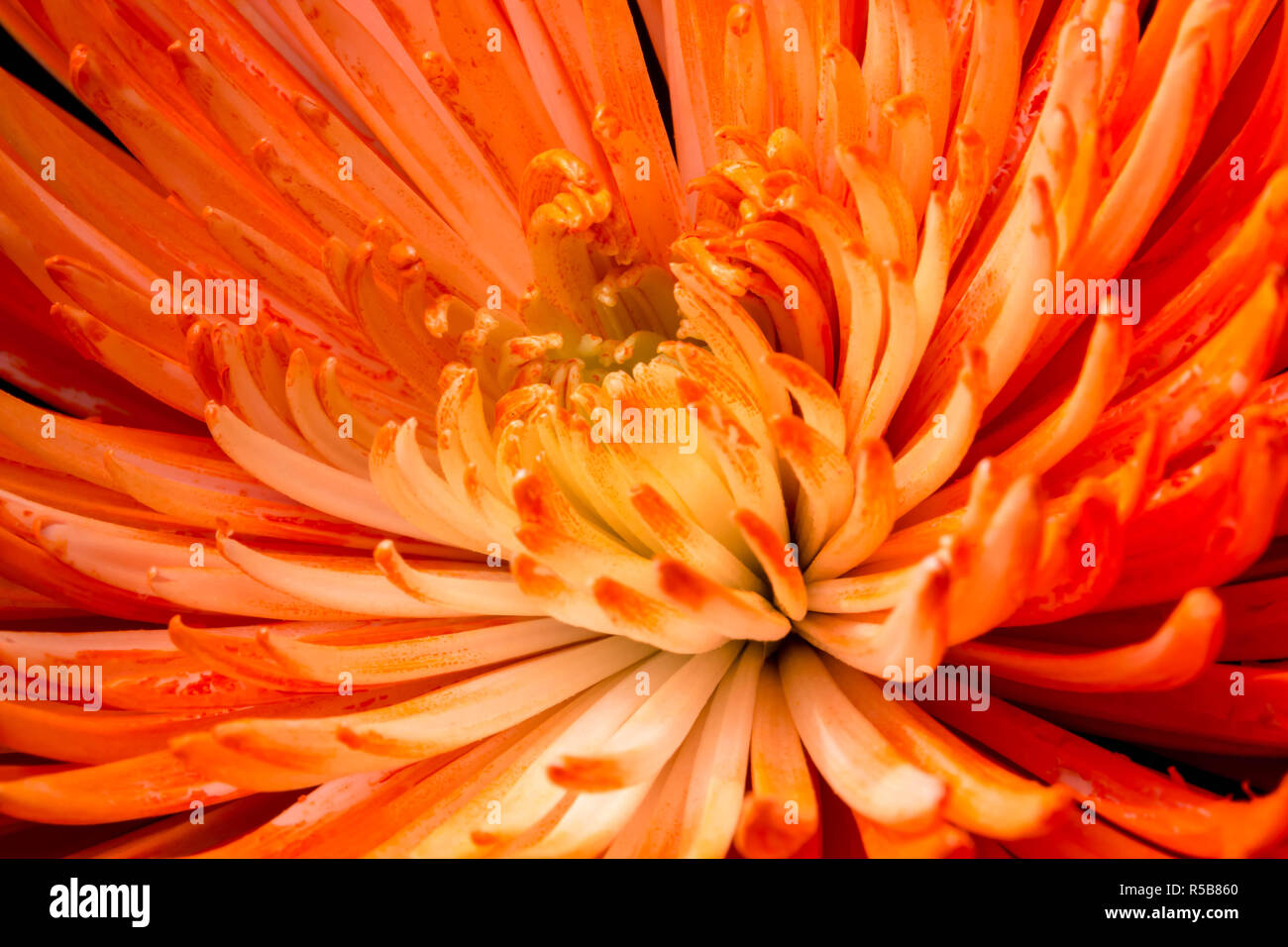 Arancione Low-Key crisantemi Foto Stock