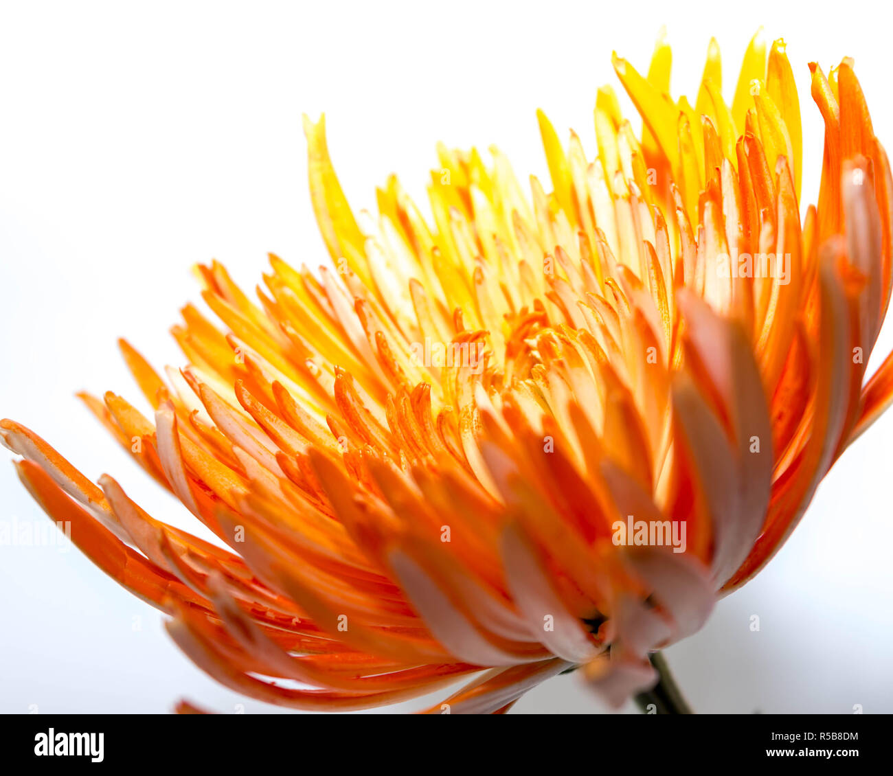 Arancione High-Key crisantemi Foto Stock